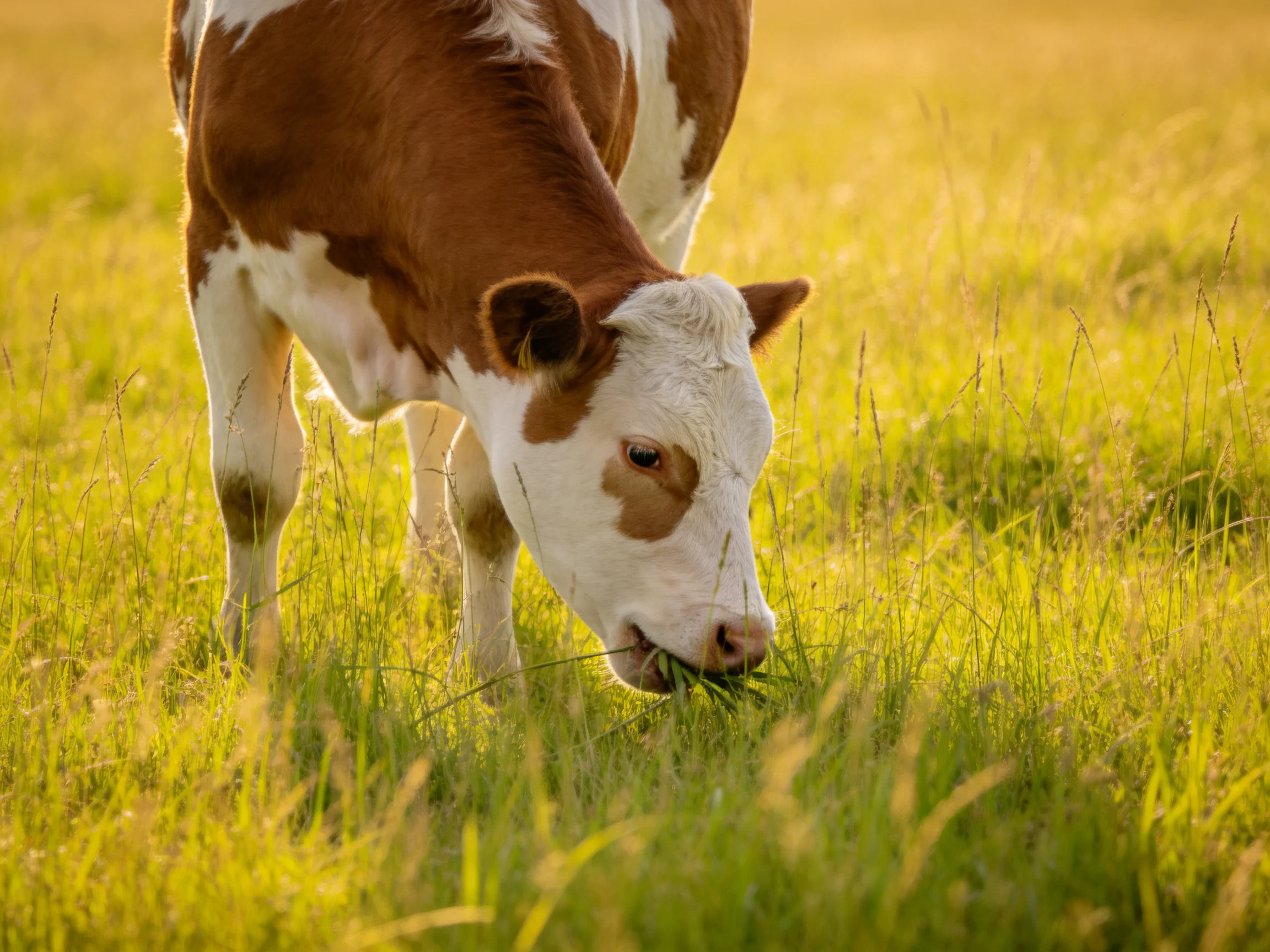 A brown and white cow grazes in a sun-drenched green meadow