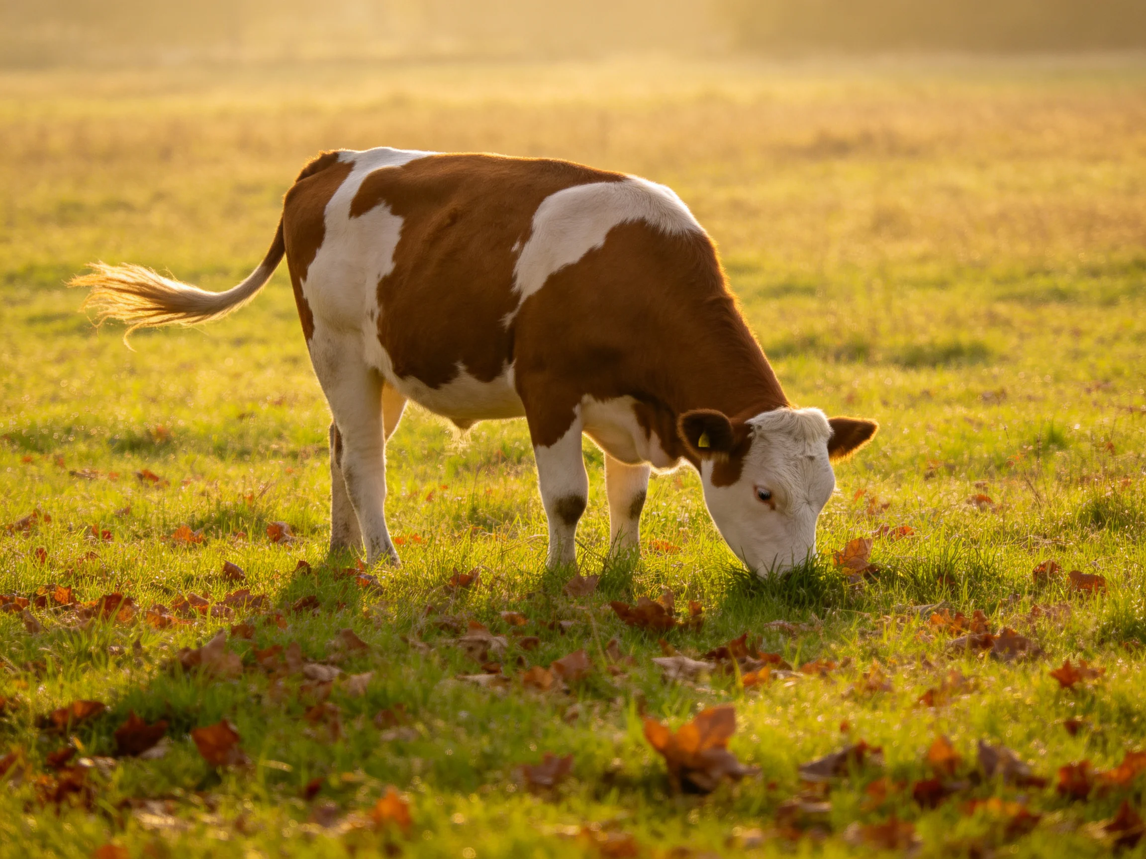 A brown and white cow grazes in a sunlit autumn meadow