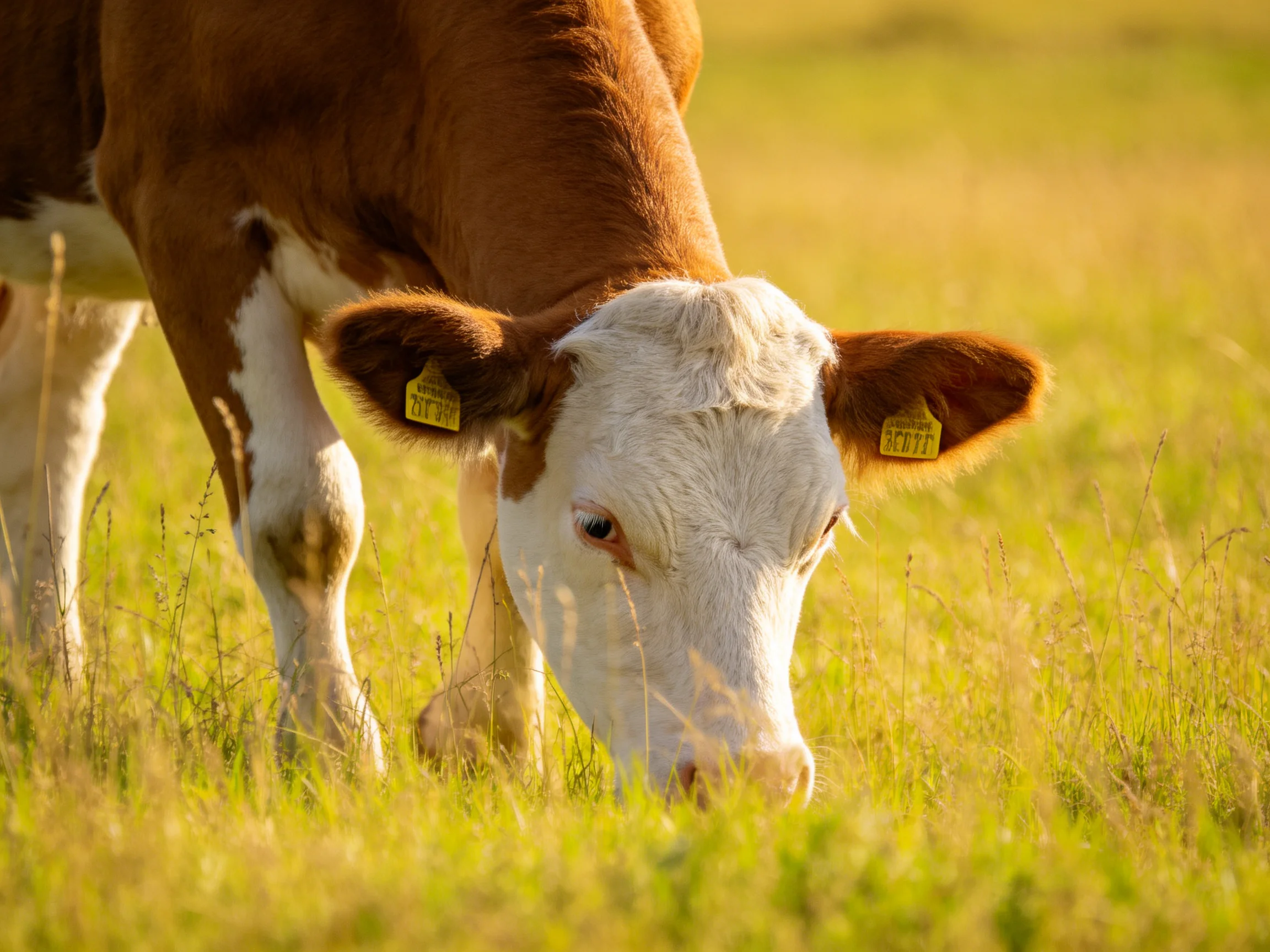 A brown and white cow grazes in a sunlit green meadow