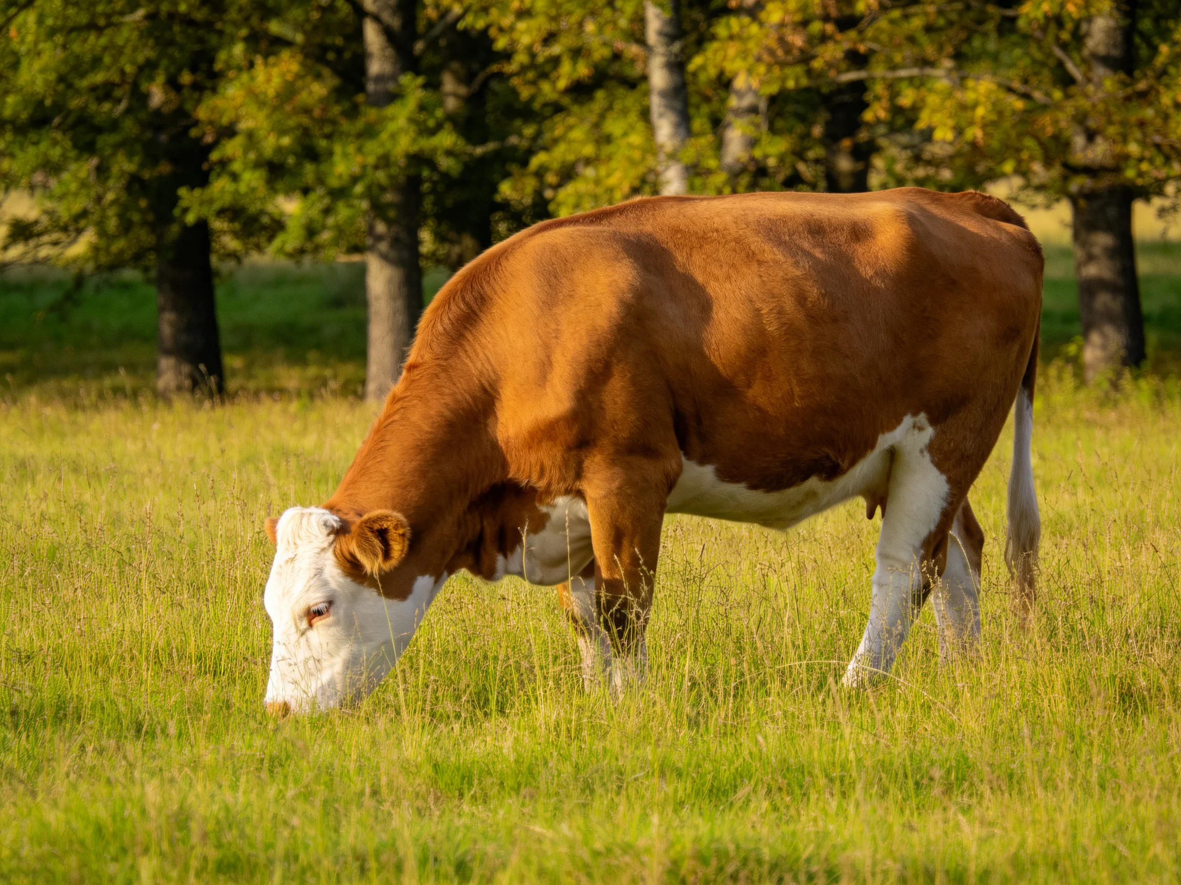 A brown and white cow grazes in a sunlit green meadow