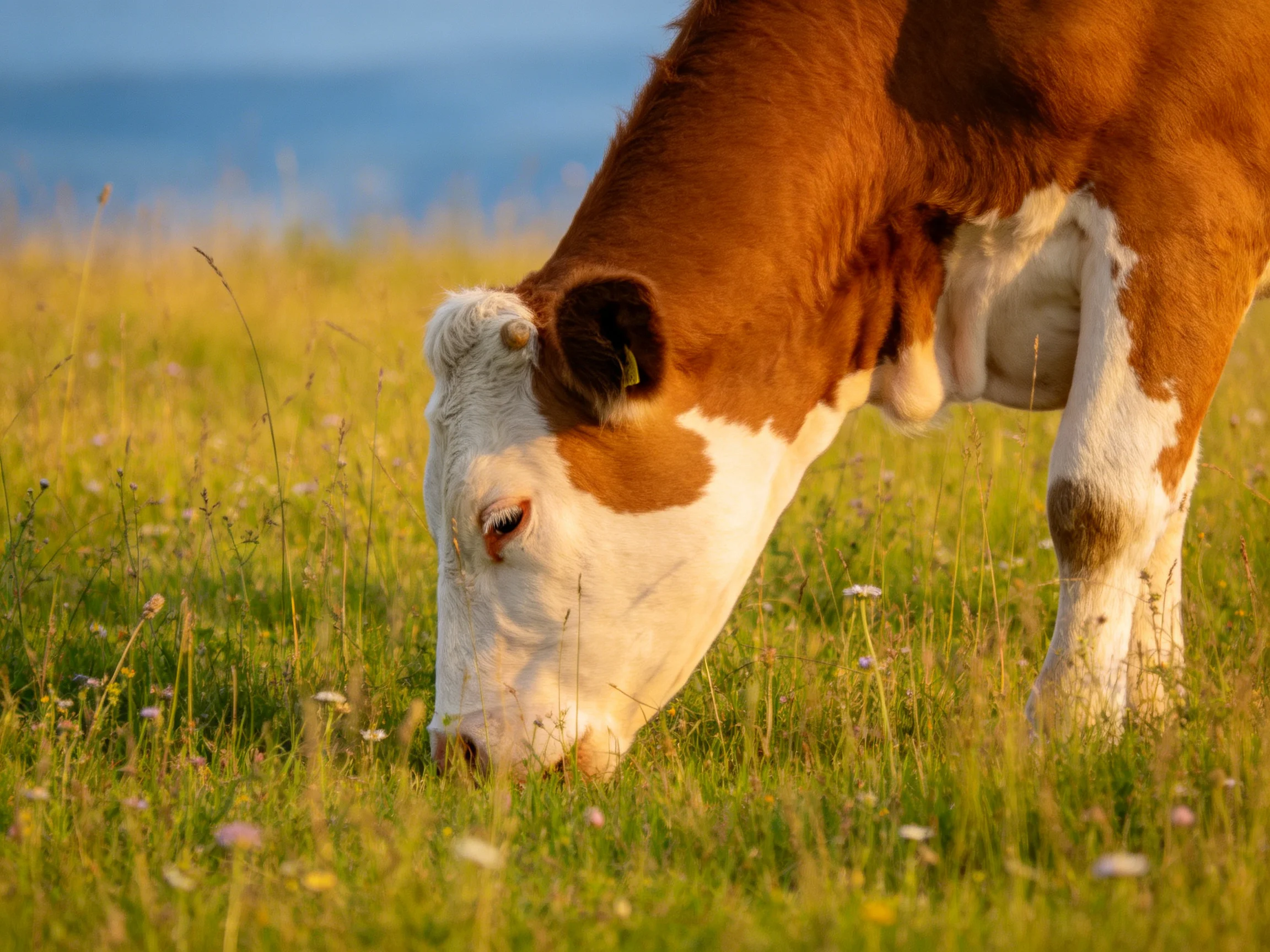 A brown and white cow grazes in a sunlit green meadow