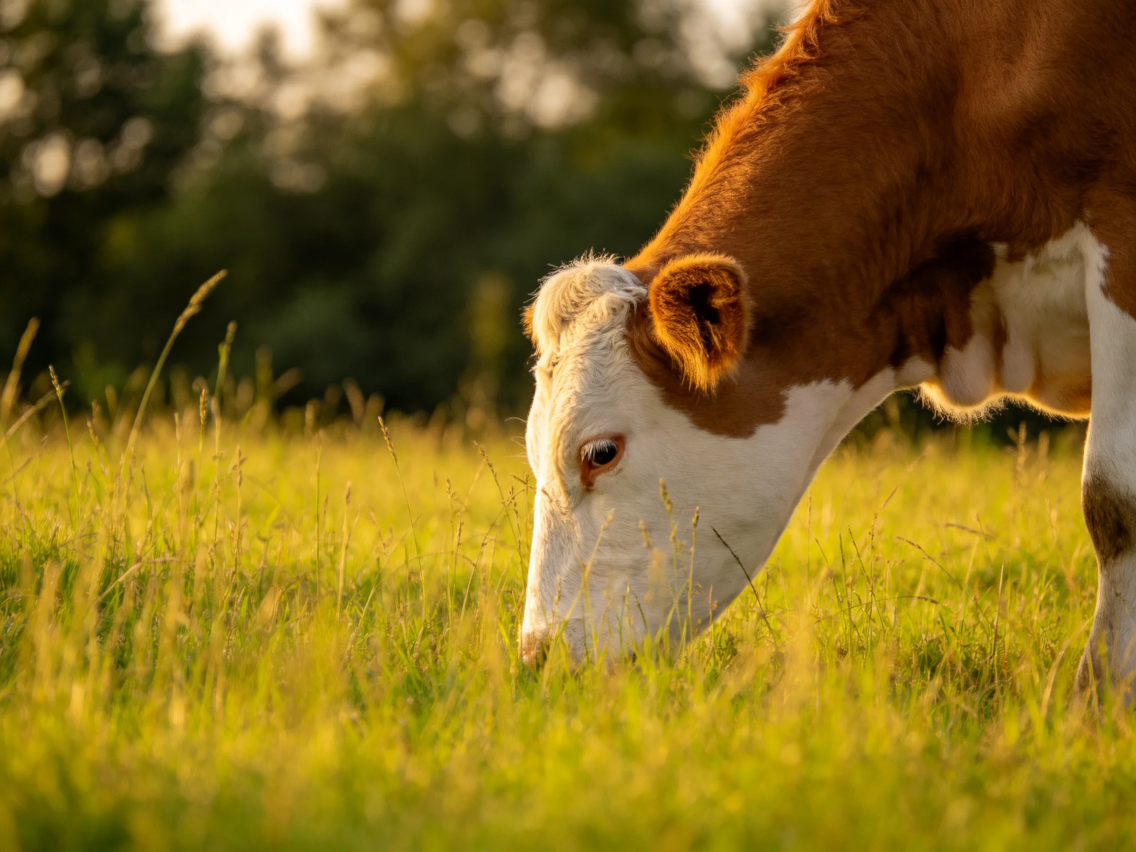 A brown and white cow grazes in a sunlit green meadow