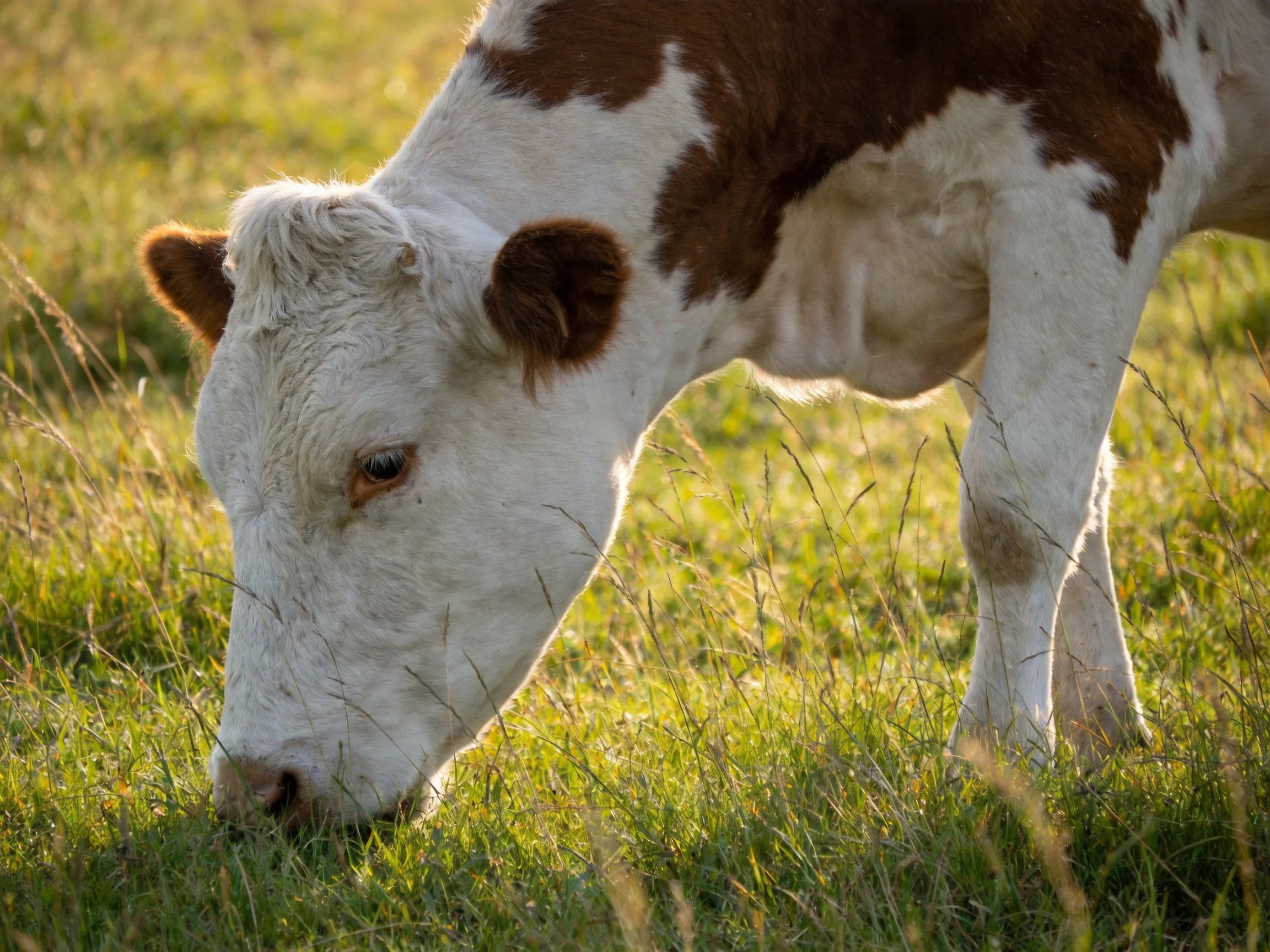 A brown-and-white cow grazes in a sunlit green pasture