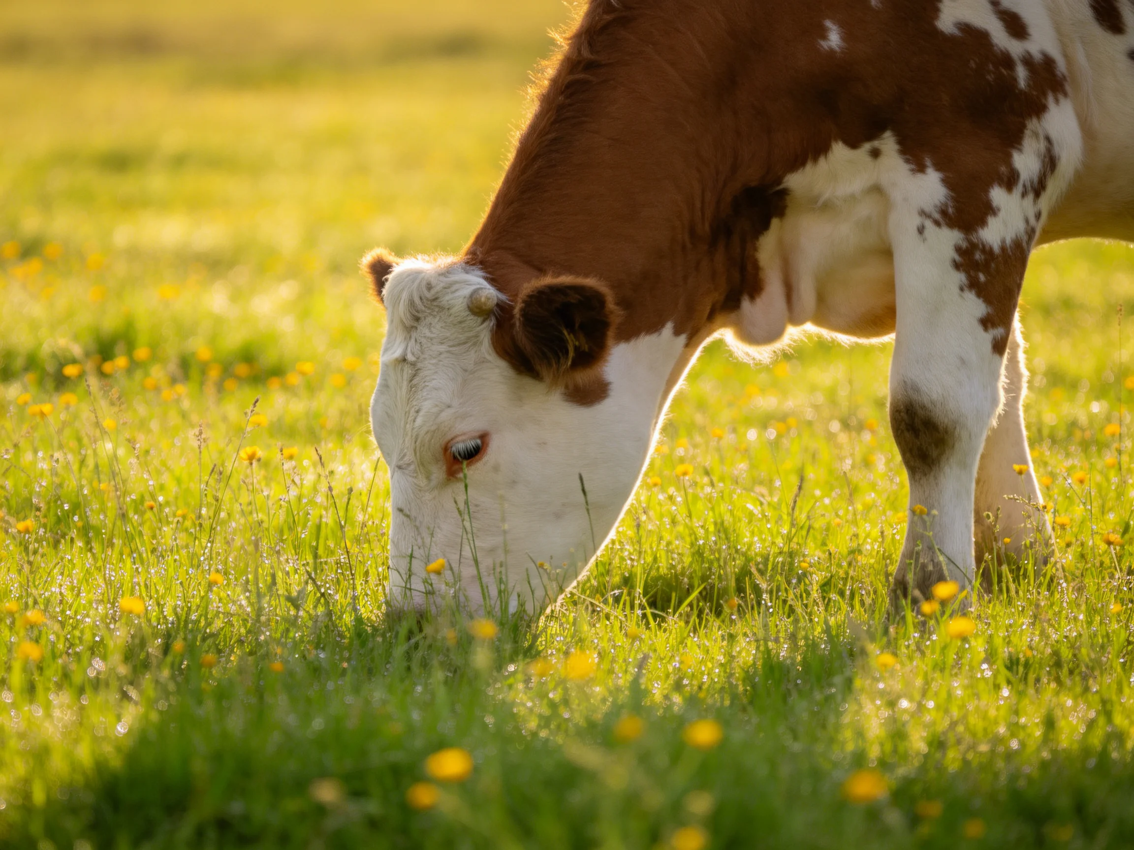 A brown-and-white cow grazes in a sunlit meadow with yellow wildflowers