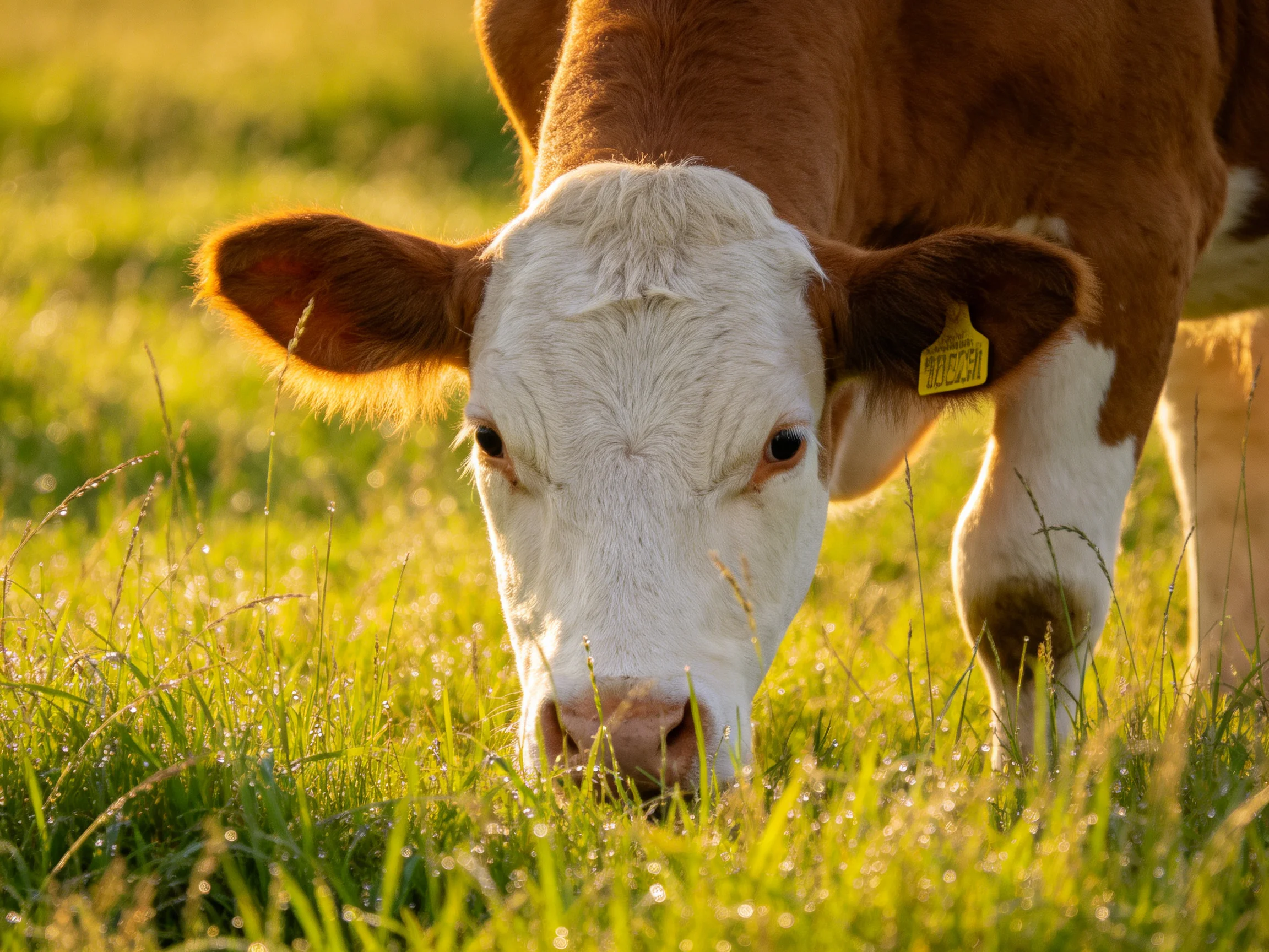 A brown-and-white cow grazes in dewy green pasture under golden sunlight