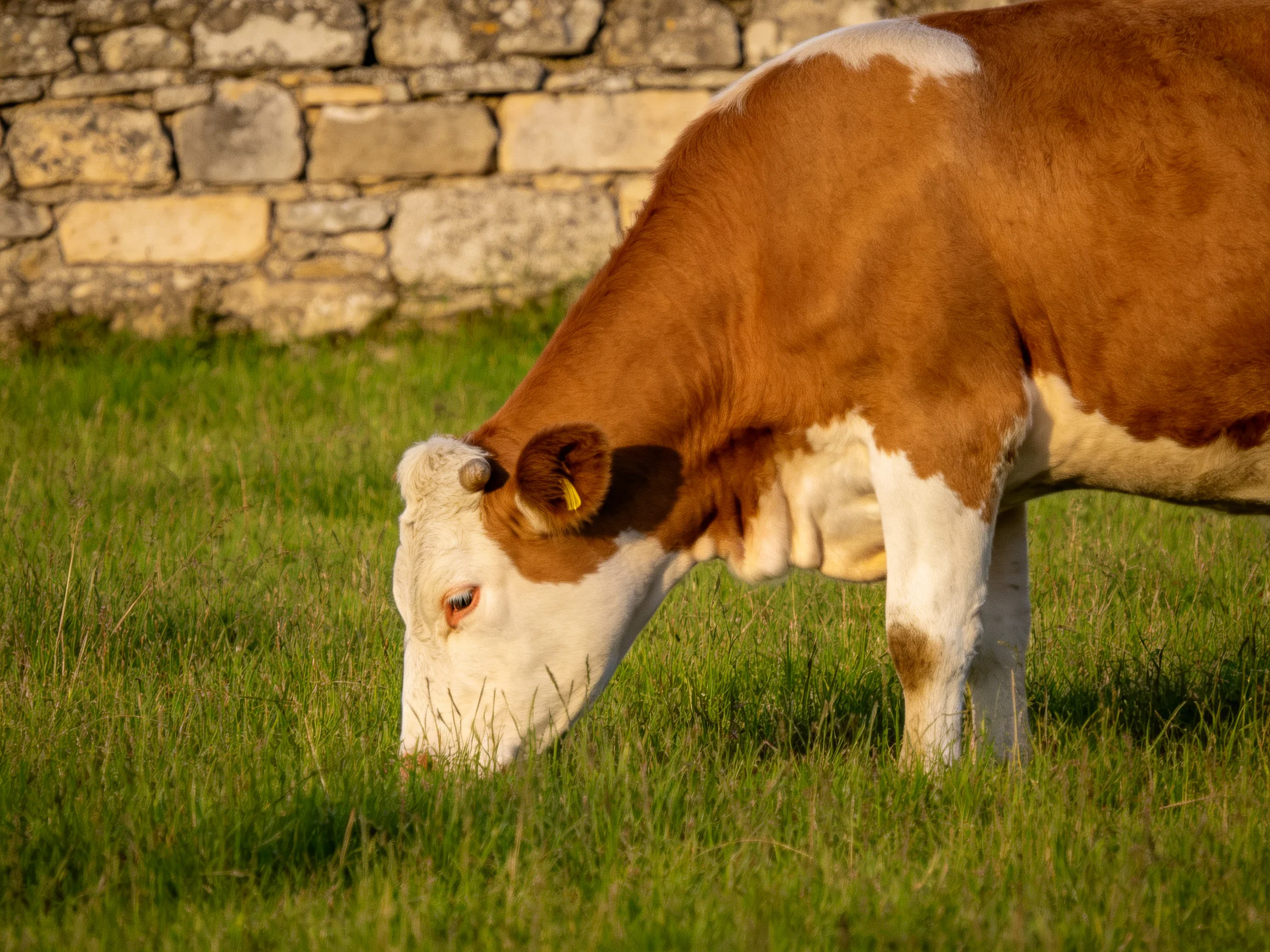 A brown and white cow grazes in lush green grass near an old stone wall