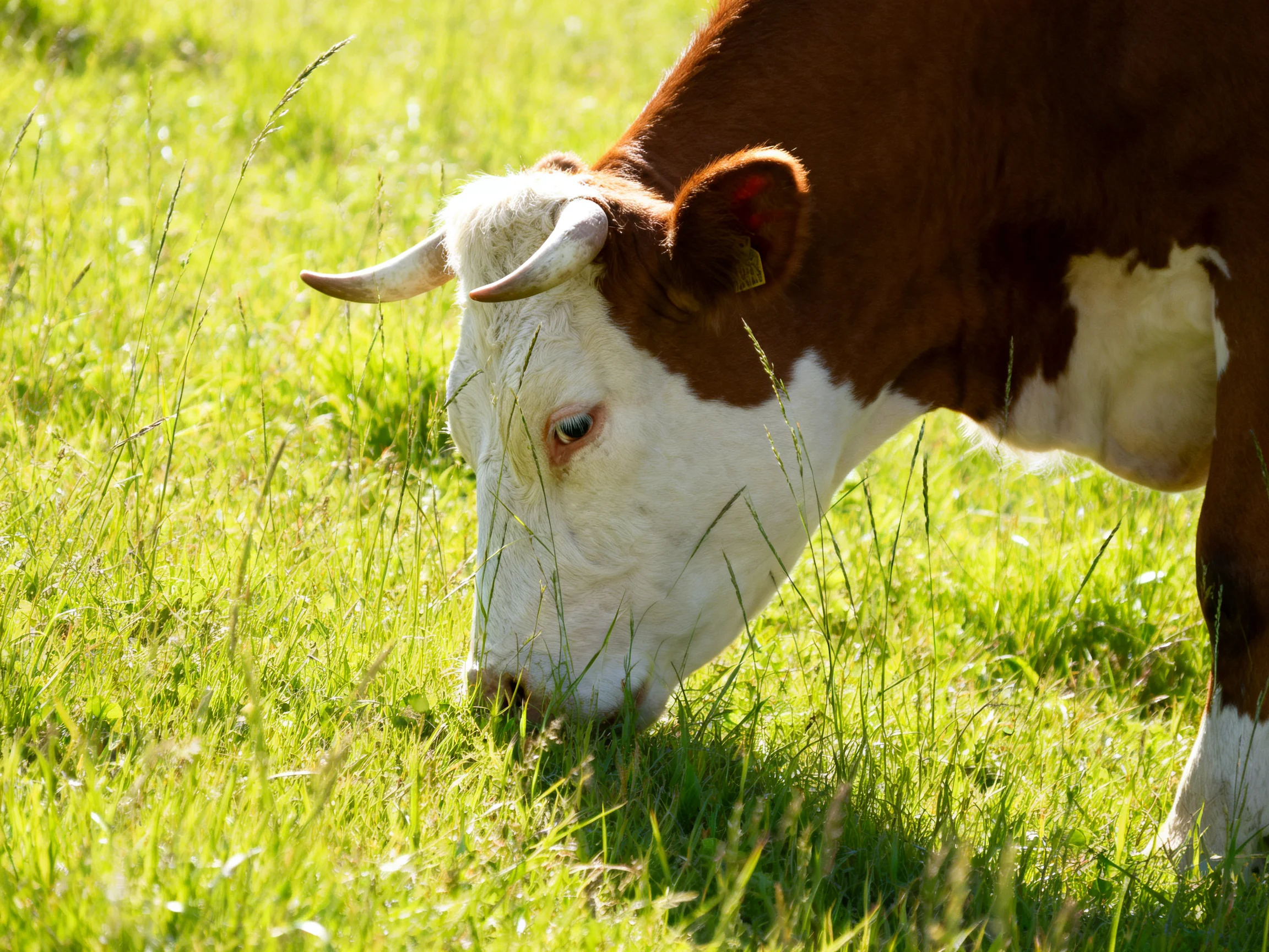 A brown-and-white cow grazes in lush green grass under bright sunlight