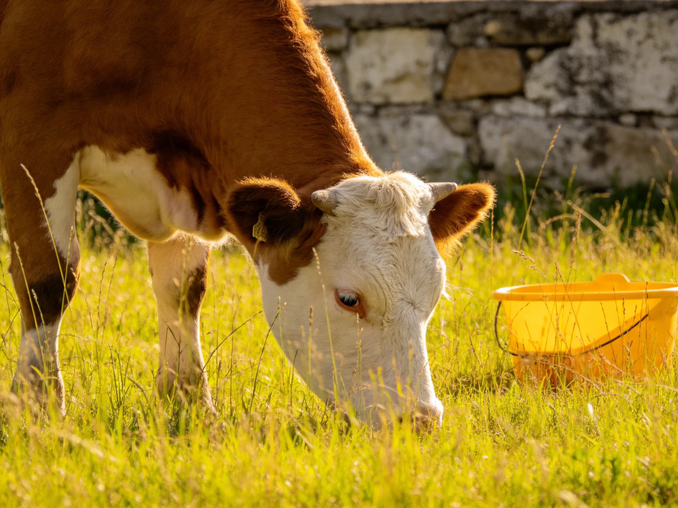 A brown and white cow grazes near a bright yellow bucket in tall grass