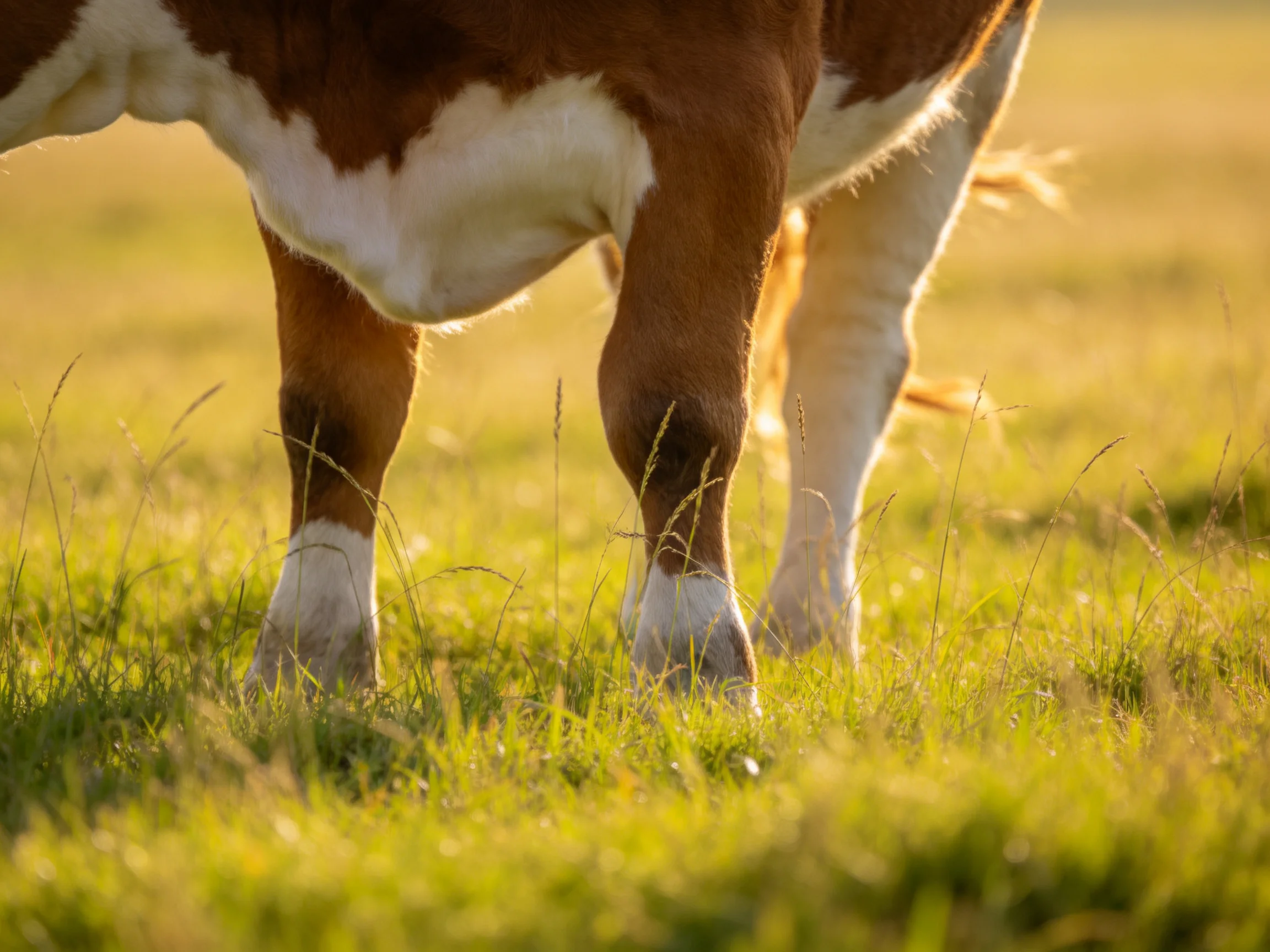 A brown and white cow grazes in a sunlit meadow with tall grass
