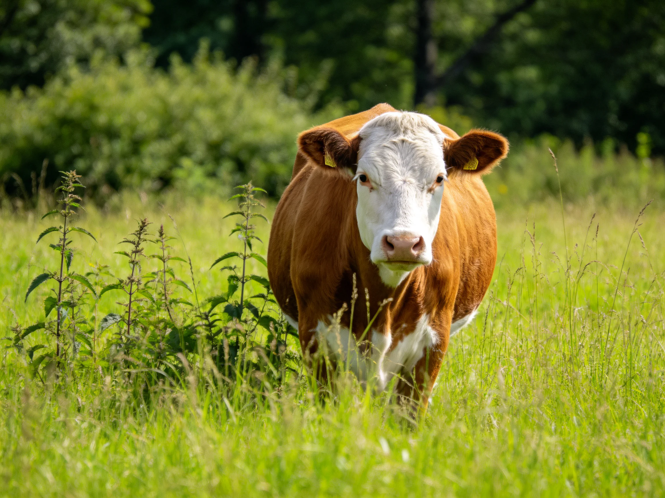 A single brown-and-white cow stands in a sunlit green pasture.