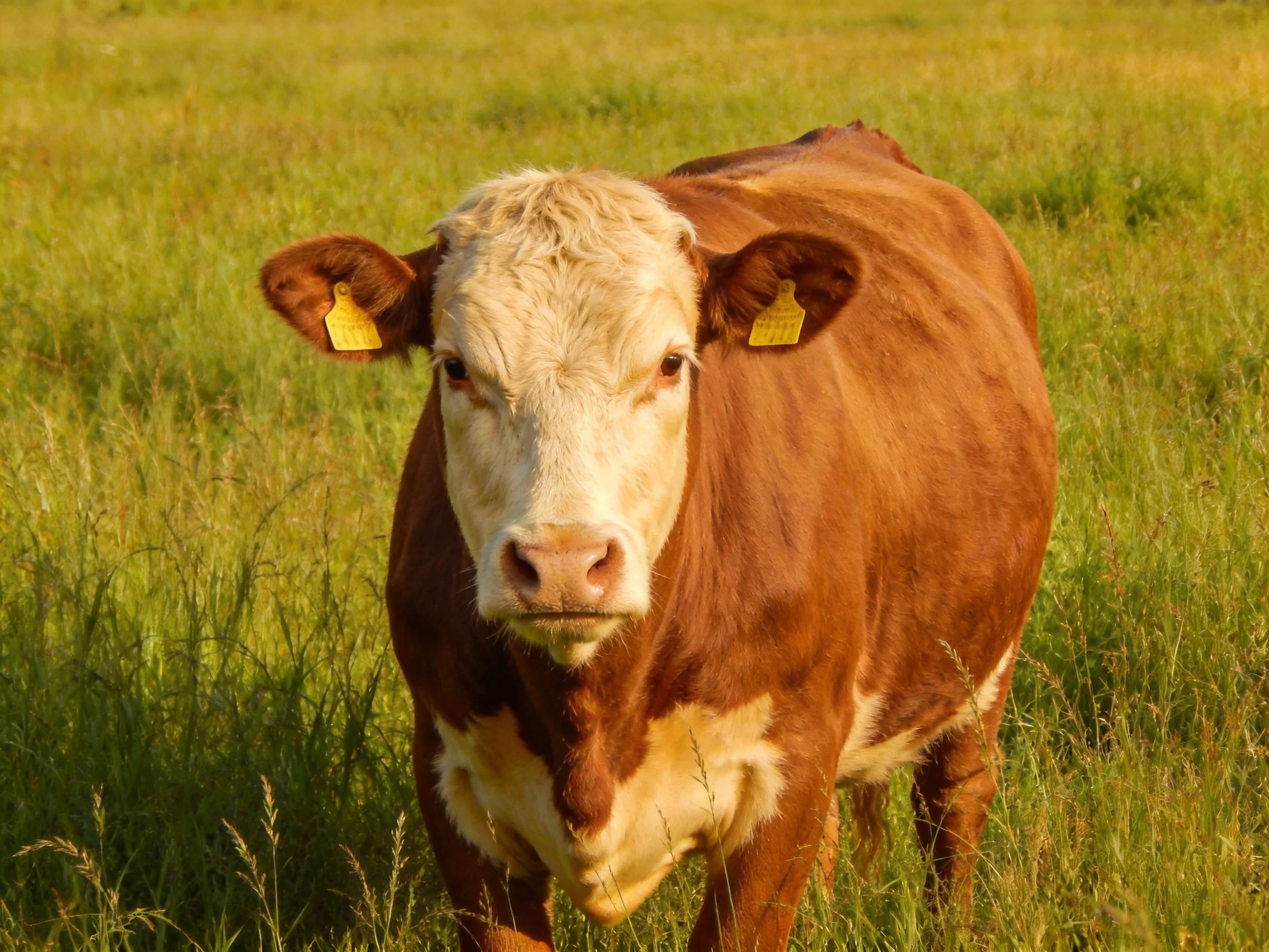 A brown and white cow in a sunlit grassy field