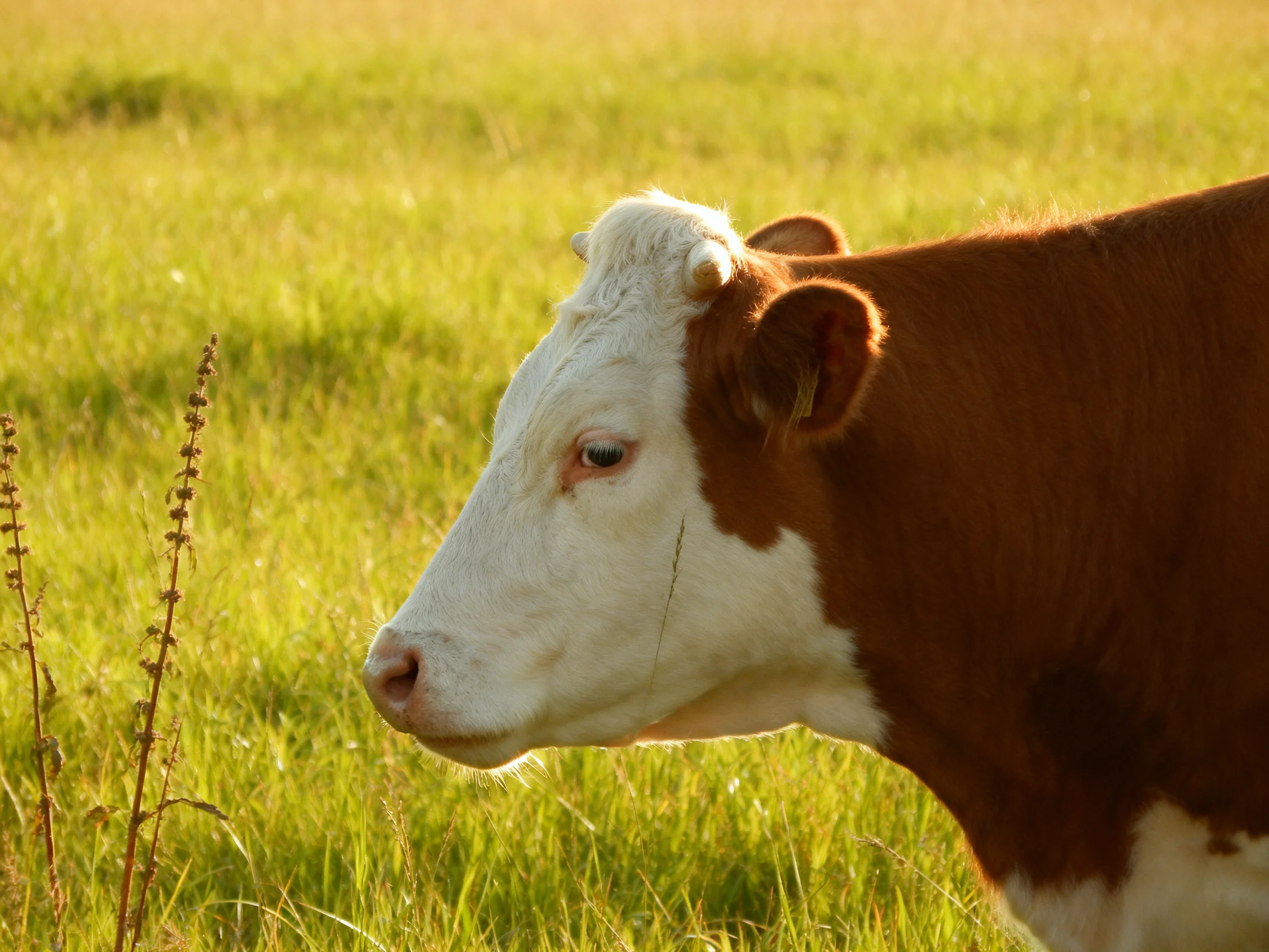 A brown and white cow stands in a sunlit green meadow.