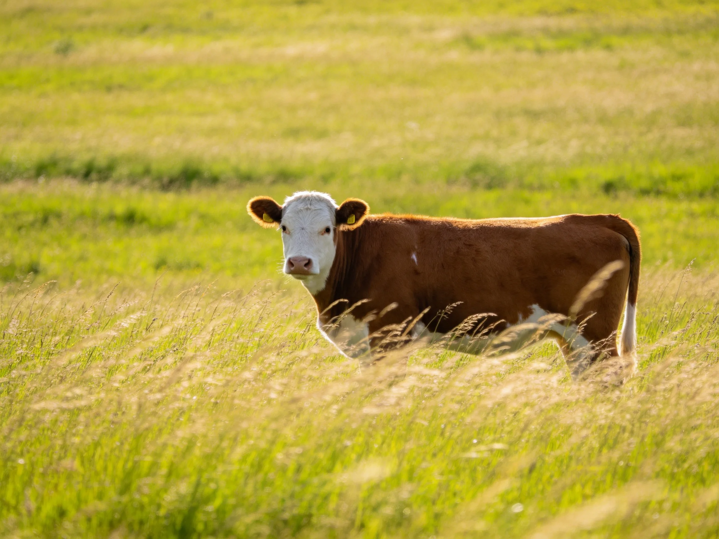 A brown and white cow in a sunlit green meadow of tall grass