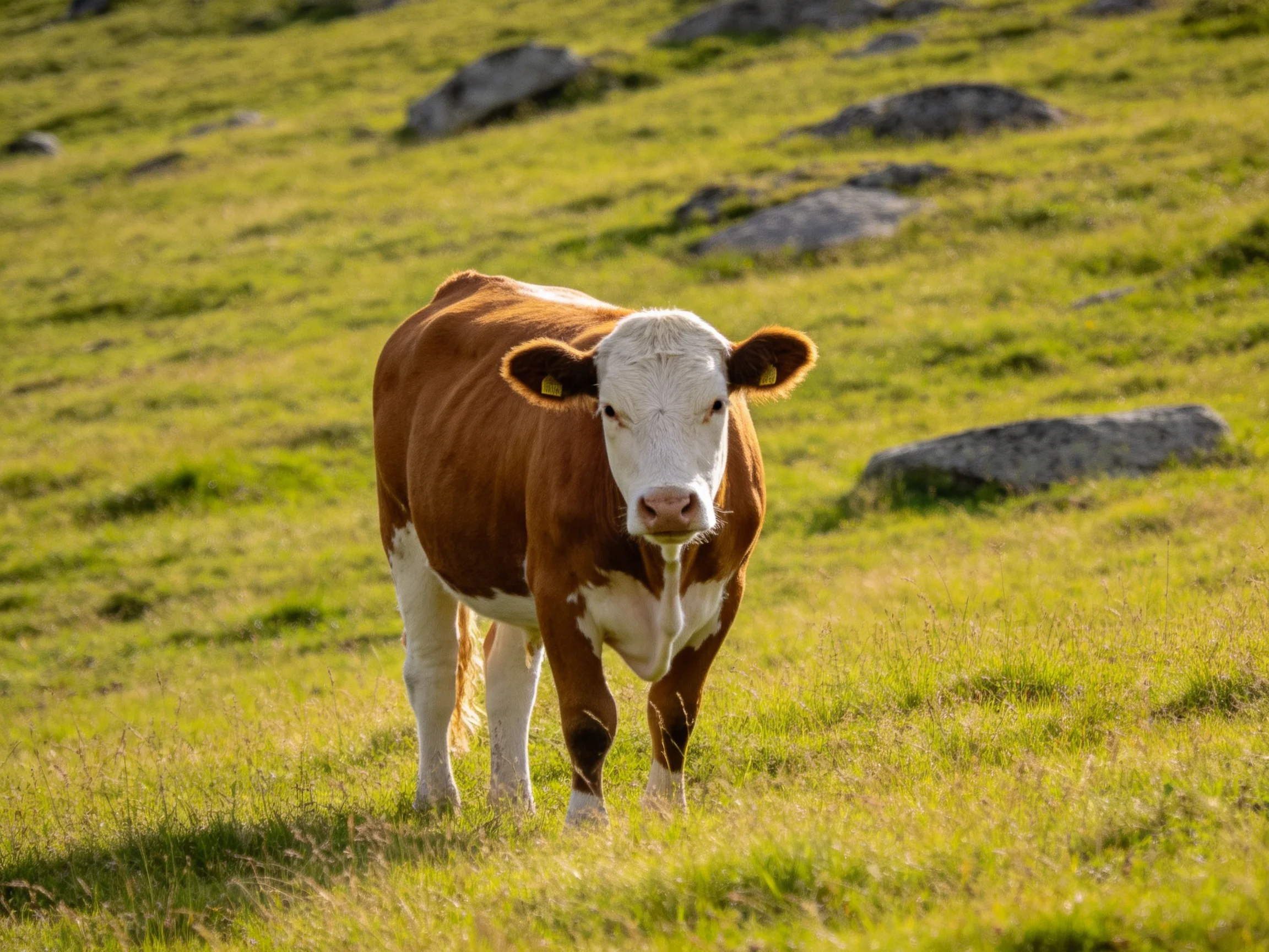 A brown and white cow in a sunlit meadow with scattered rocks