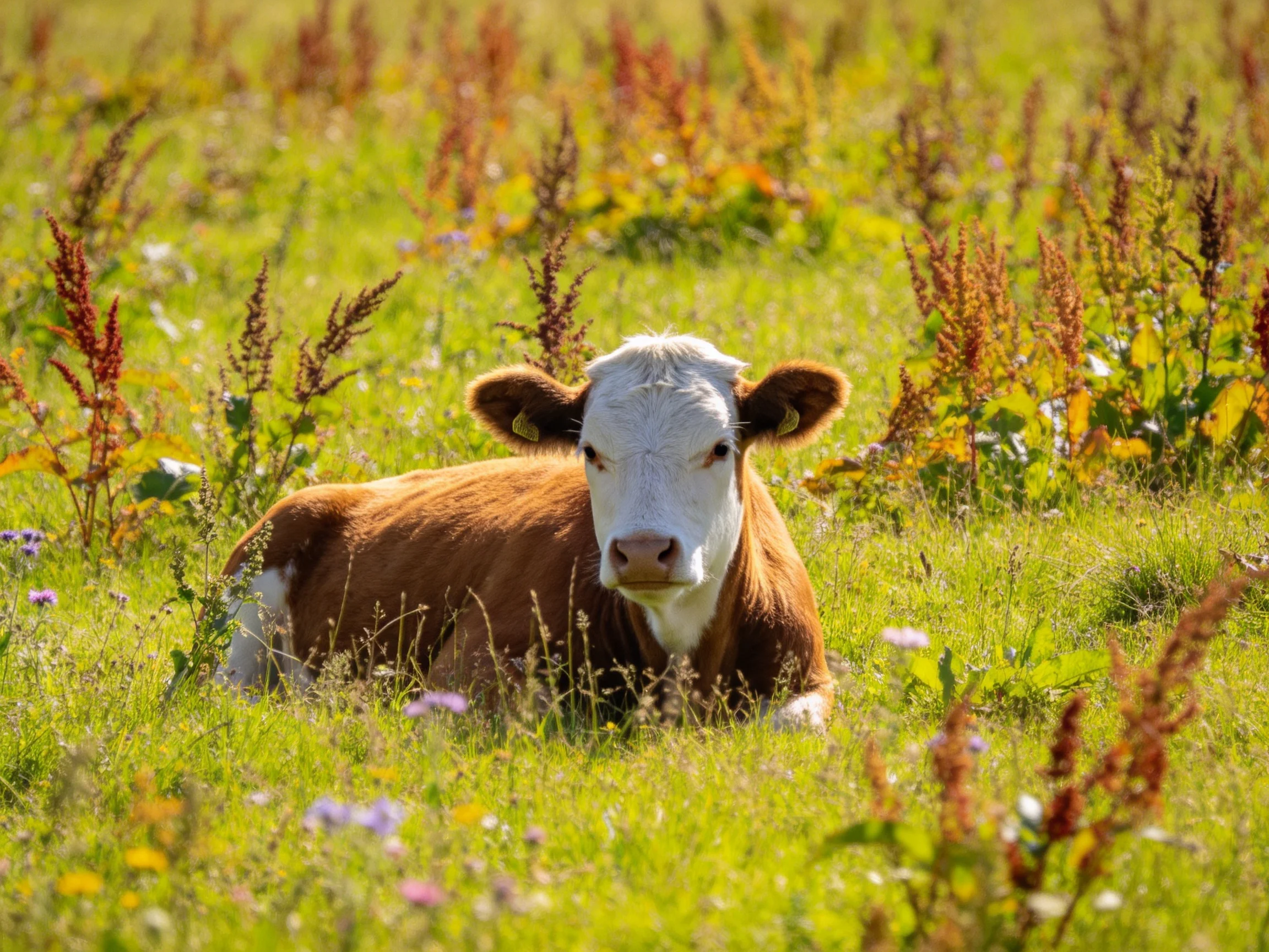 A brown and white cow relaxes amid tall, colorful wildflowers
