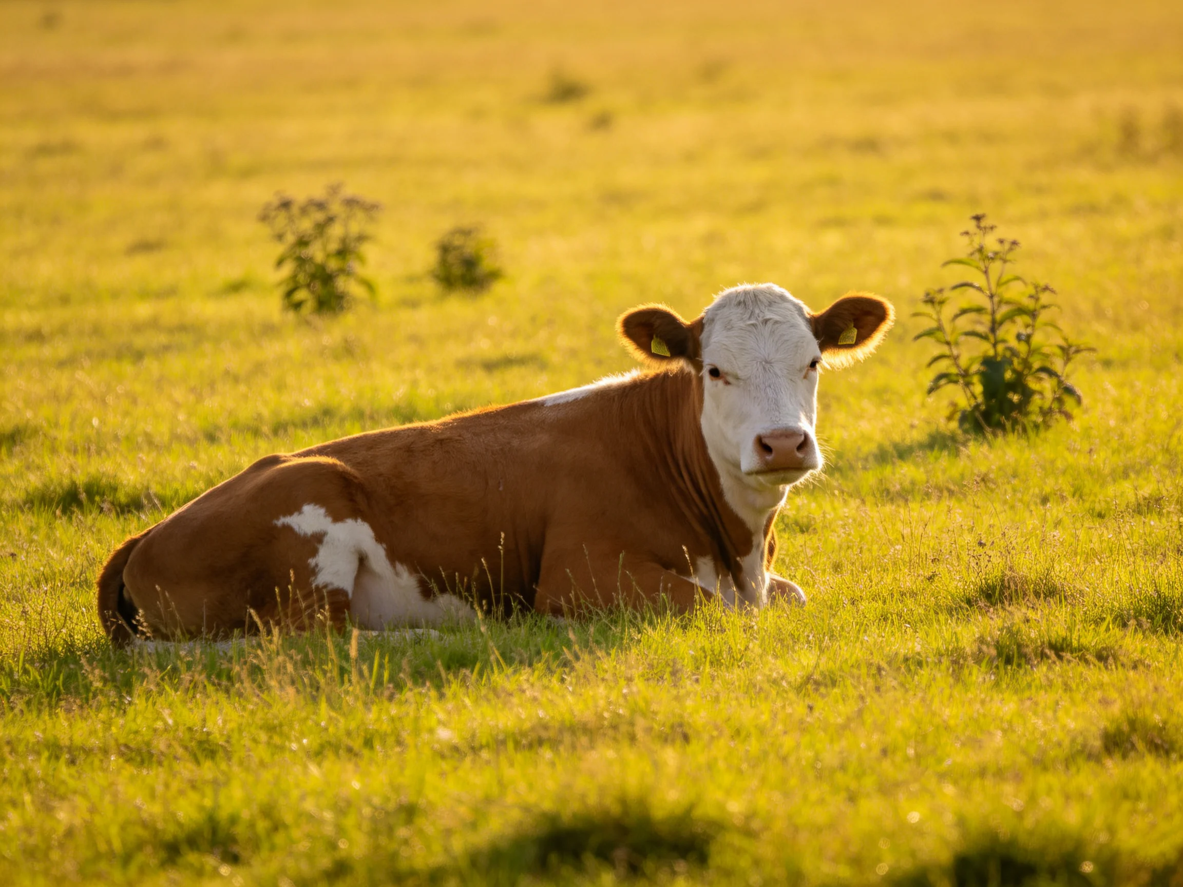 A brown and white cow relaxes in a sunlit green meadow