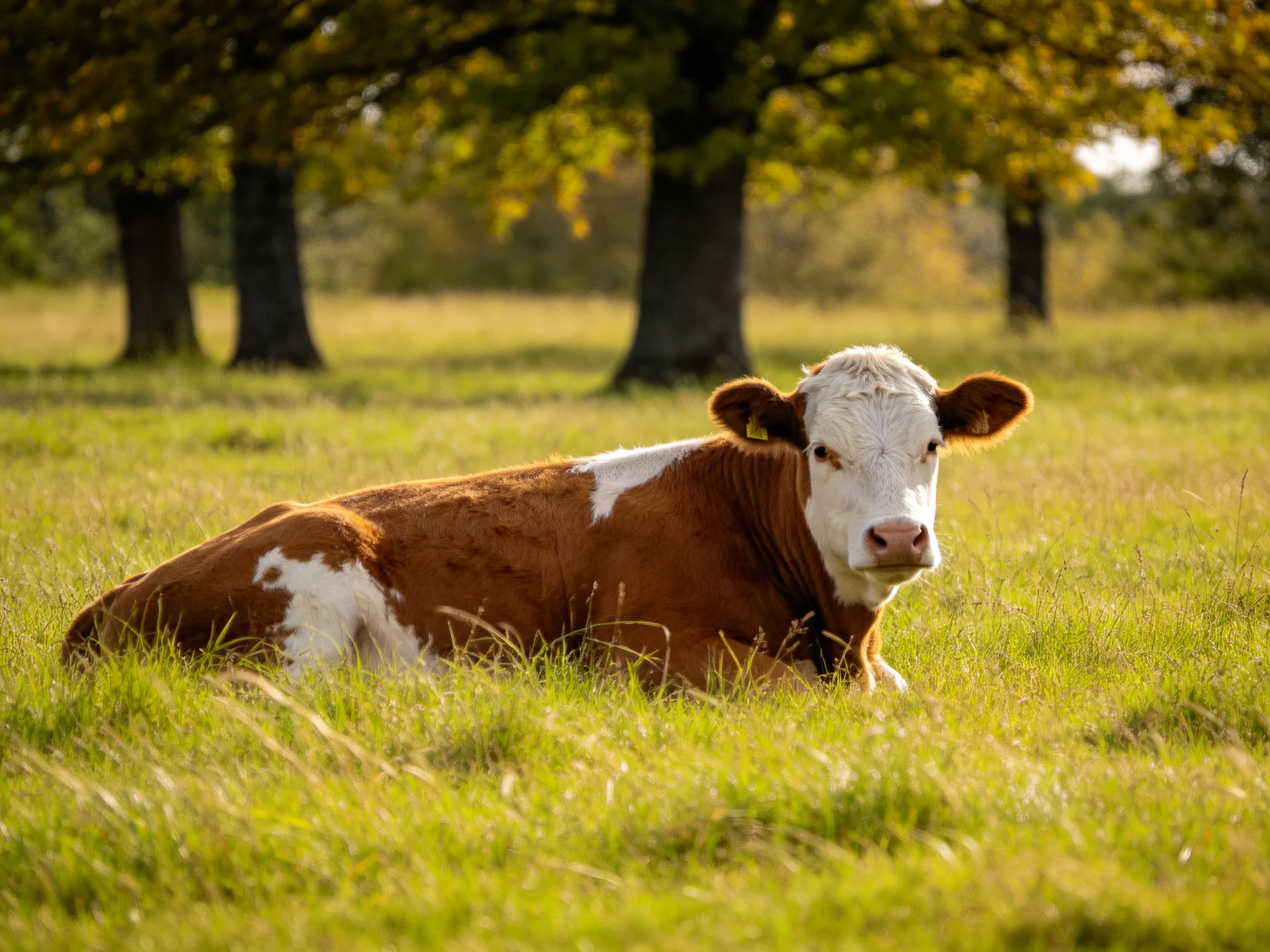 A brown and white cow rests in a sunlit grassy meadow with trees nearby.