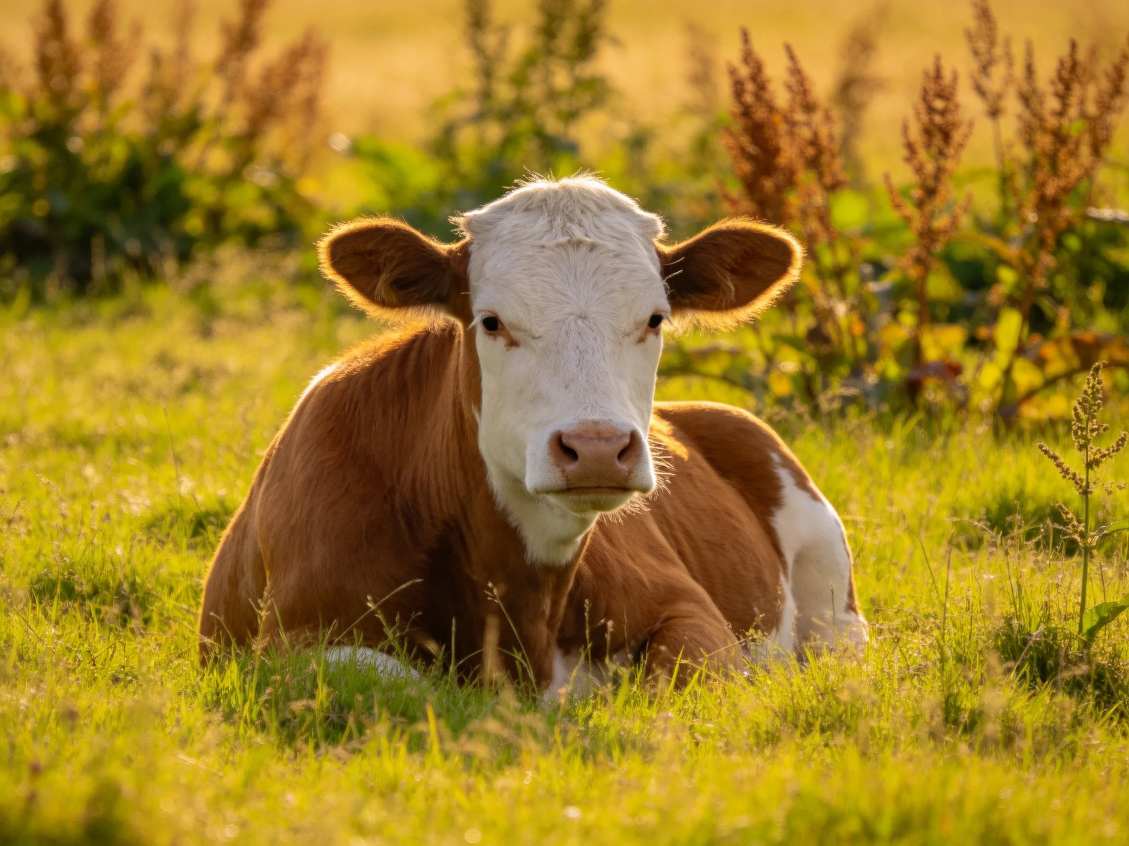 A brown and white cow rests in a sunlit green meadow