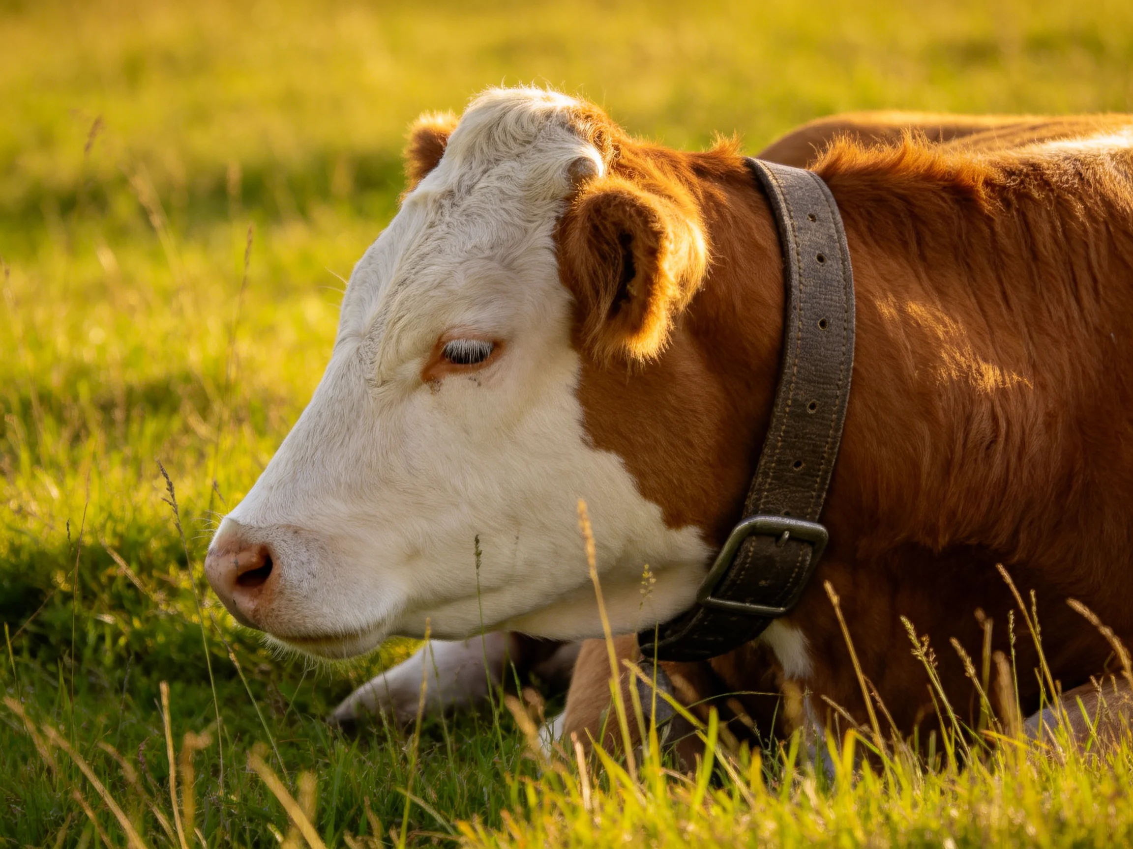 A brown and white cow rests in a sunlit green meadow with a leather collar
