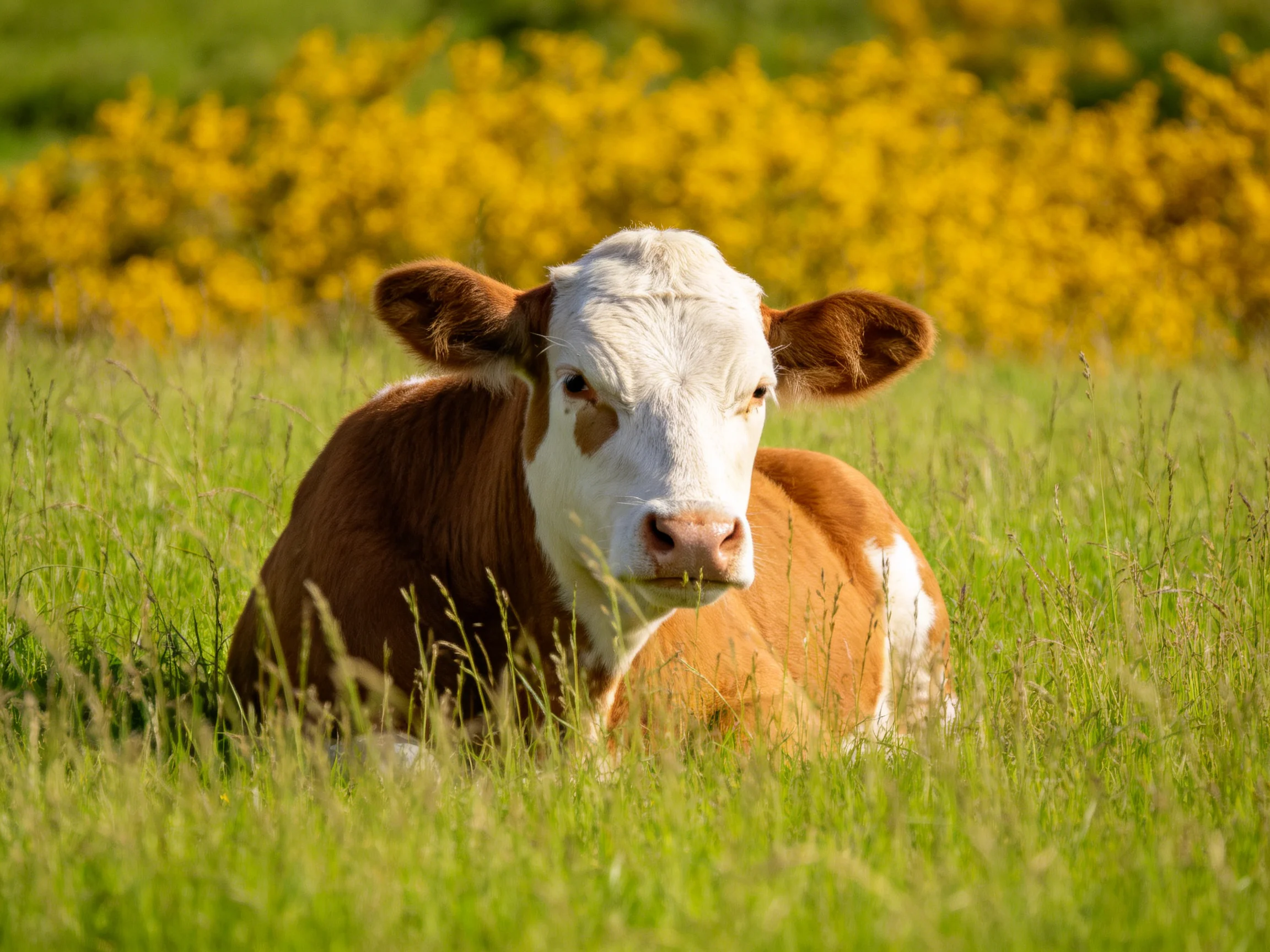 A brown and white cow rests in tall green grass beside yellow bushes