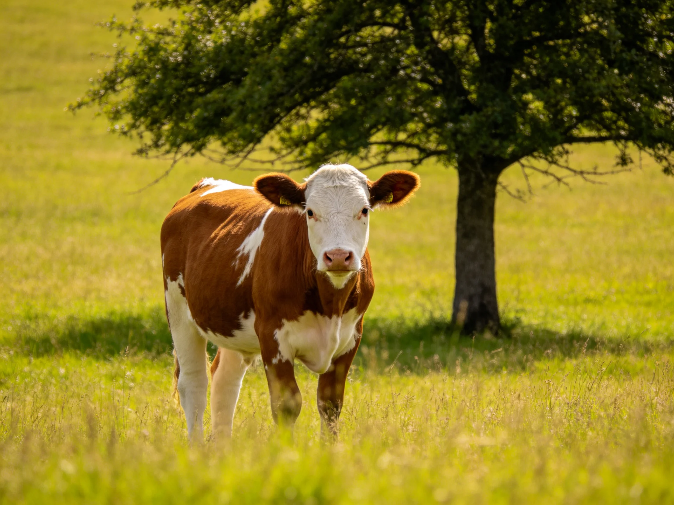 A brown and white cow stands beside a large green tree in a sunny meadow