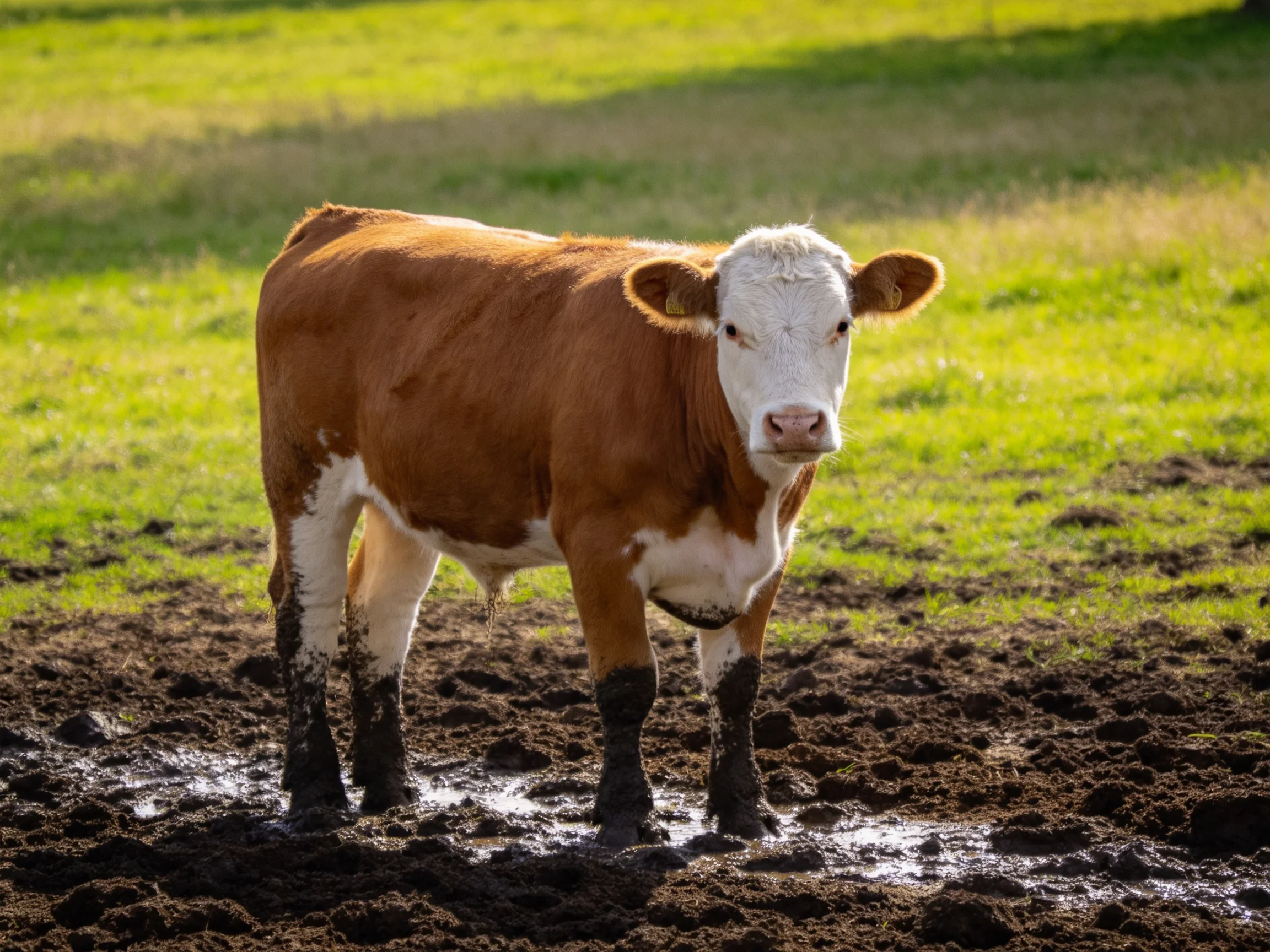 A brown and white cow stands in a muddy pasture with green grass
