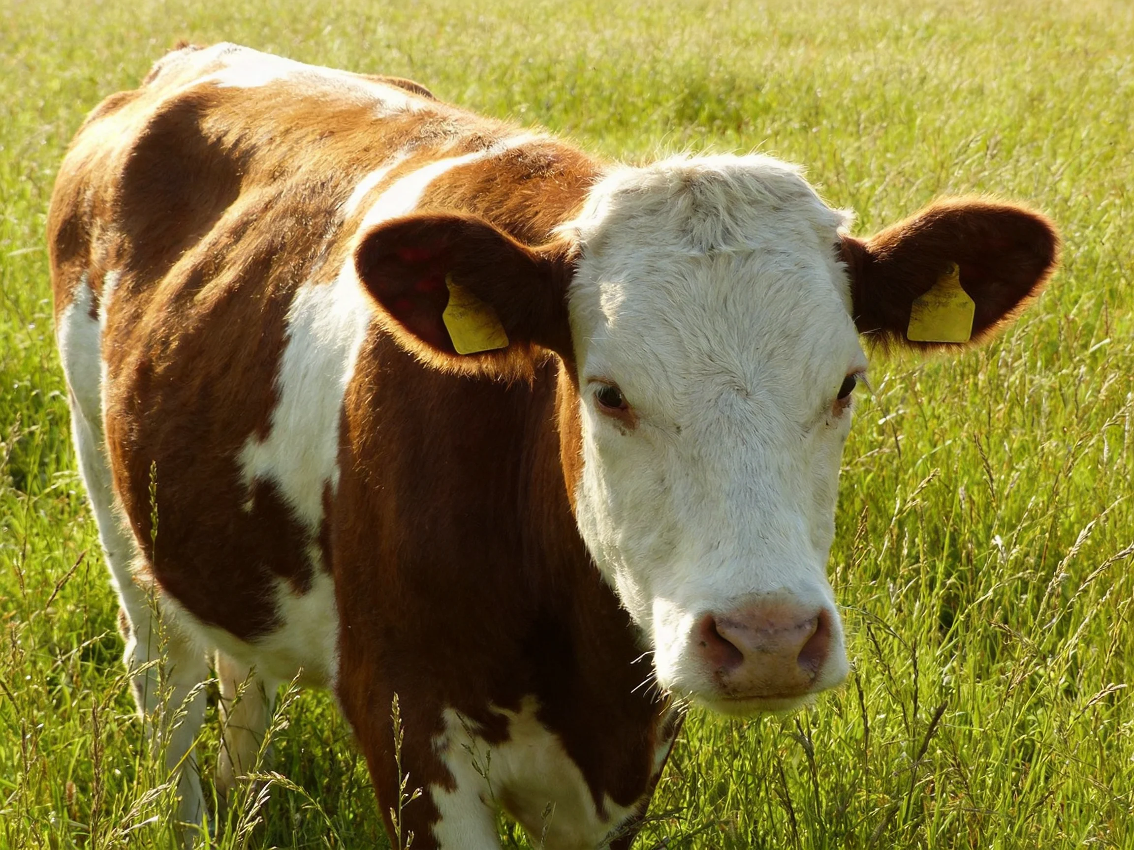 A brown and white cow stands in a sunlit grassy field