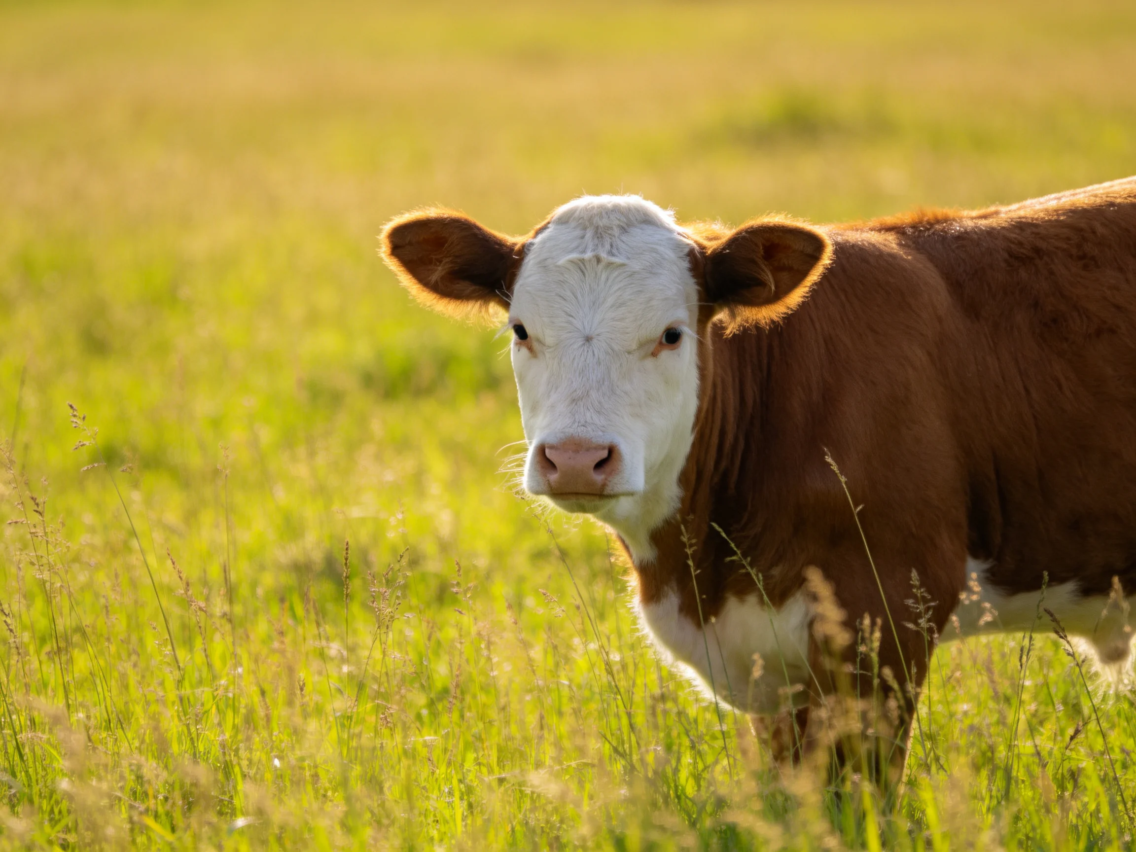 A brown and white cow stands in a sunlit green meadow