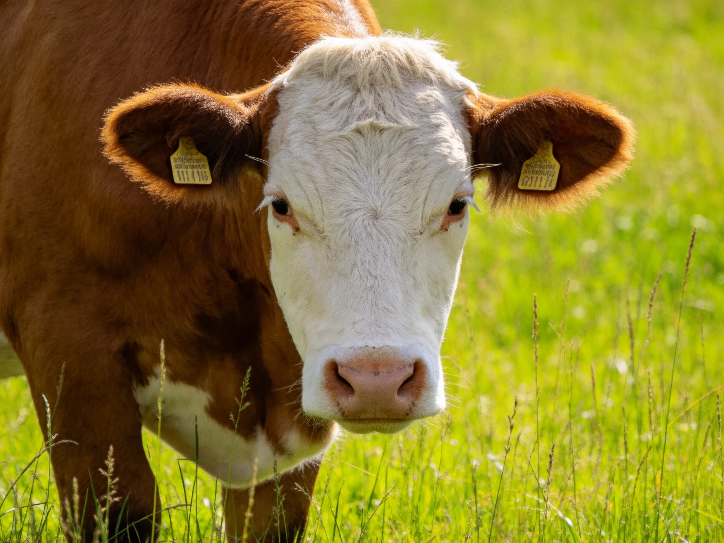 A brown and white cow with ear tags in a sunlit grassy field