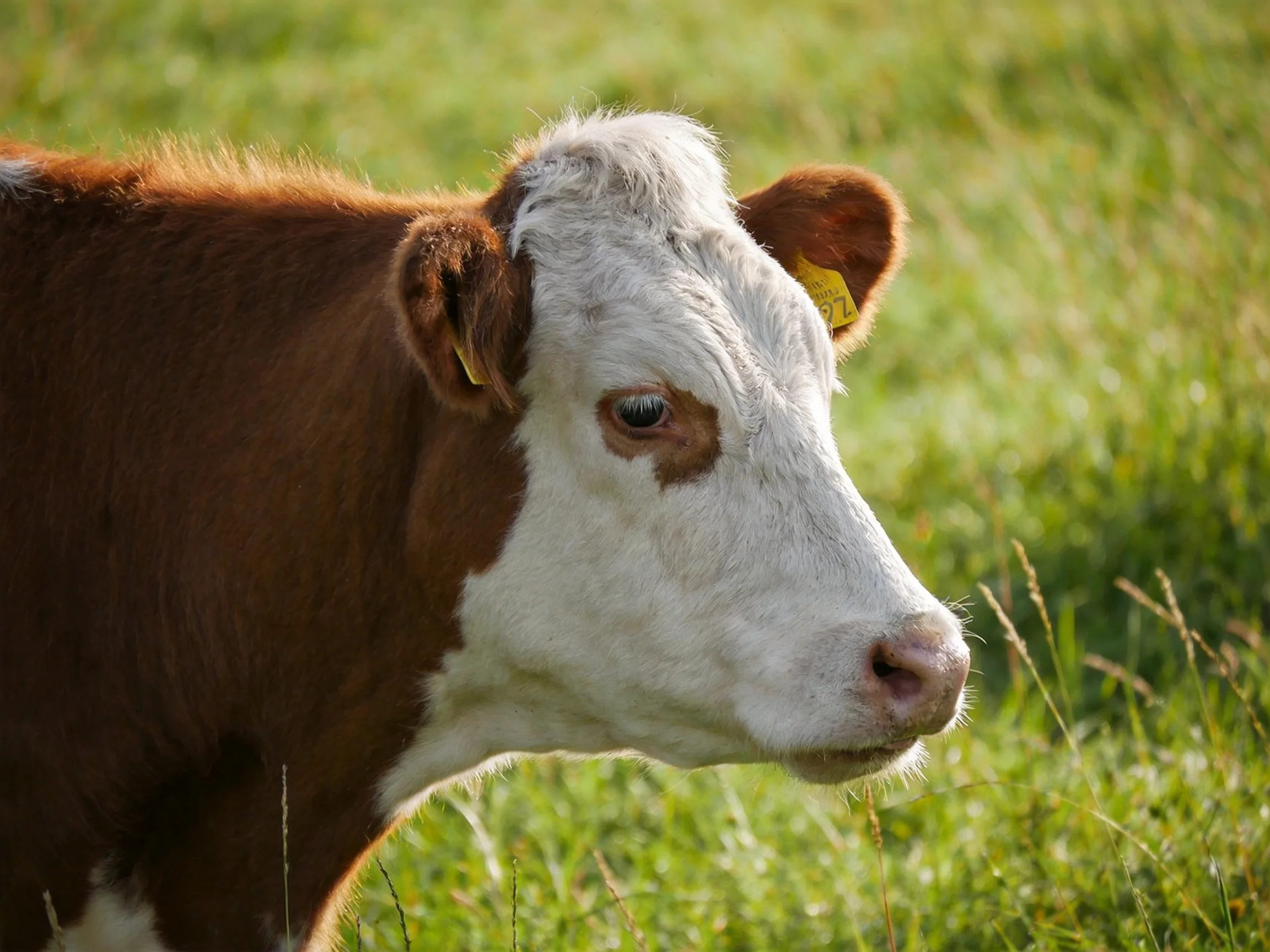 A brown and white cow with ear tags stands in a lush green meadow