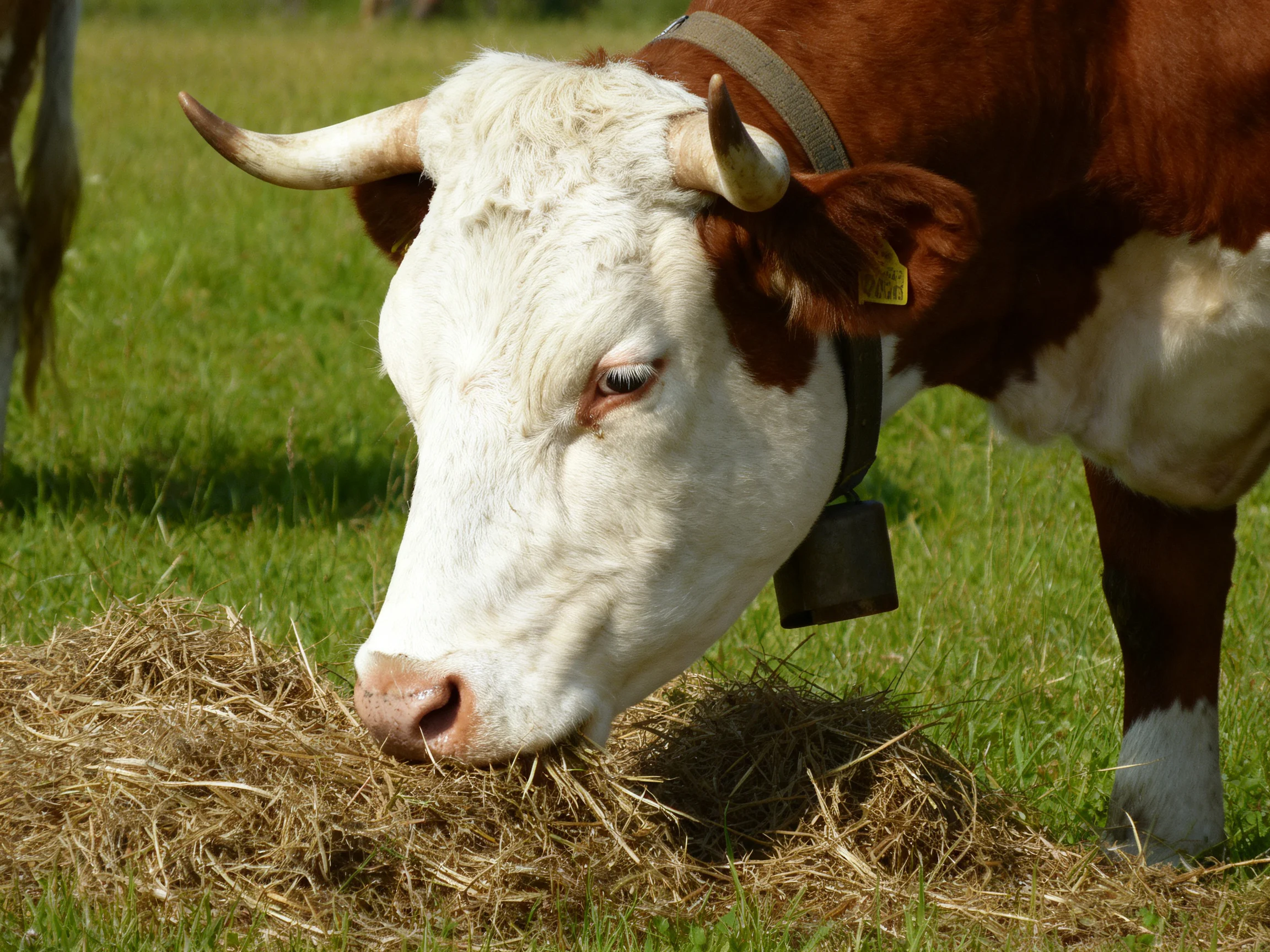 A brown and white horned cow eats hay in a grassy field