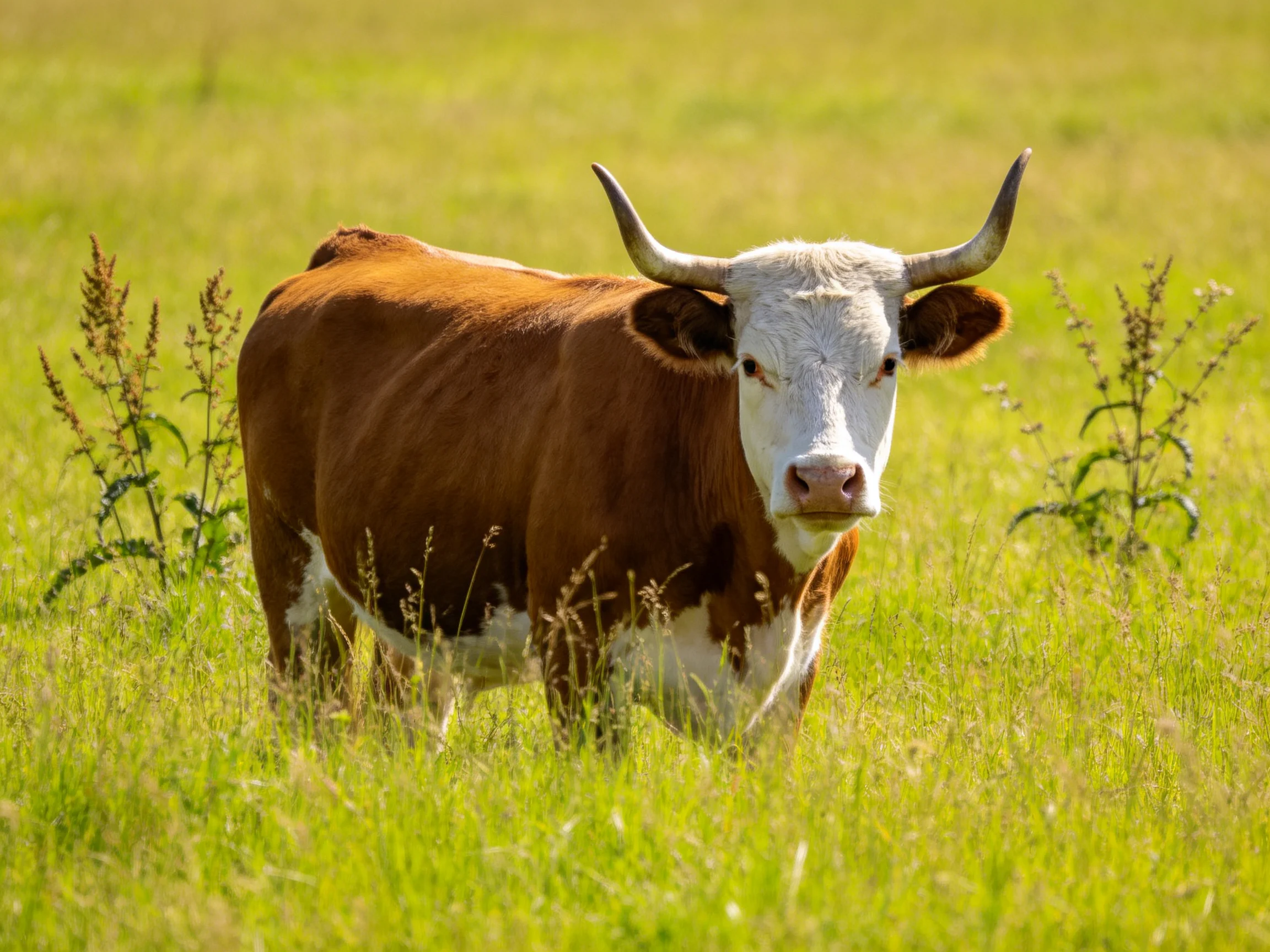 A brown and white horned cow stands in a lush green meadow