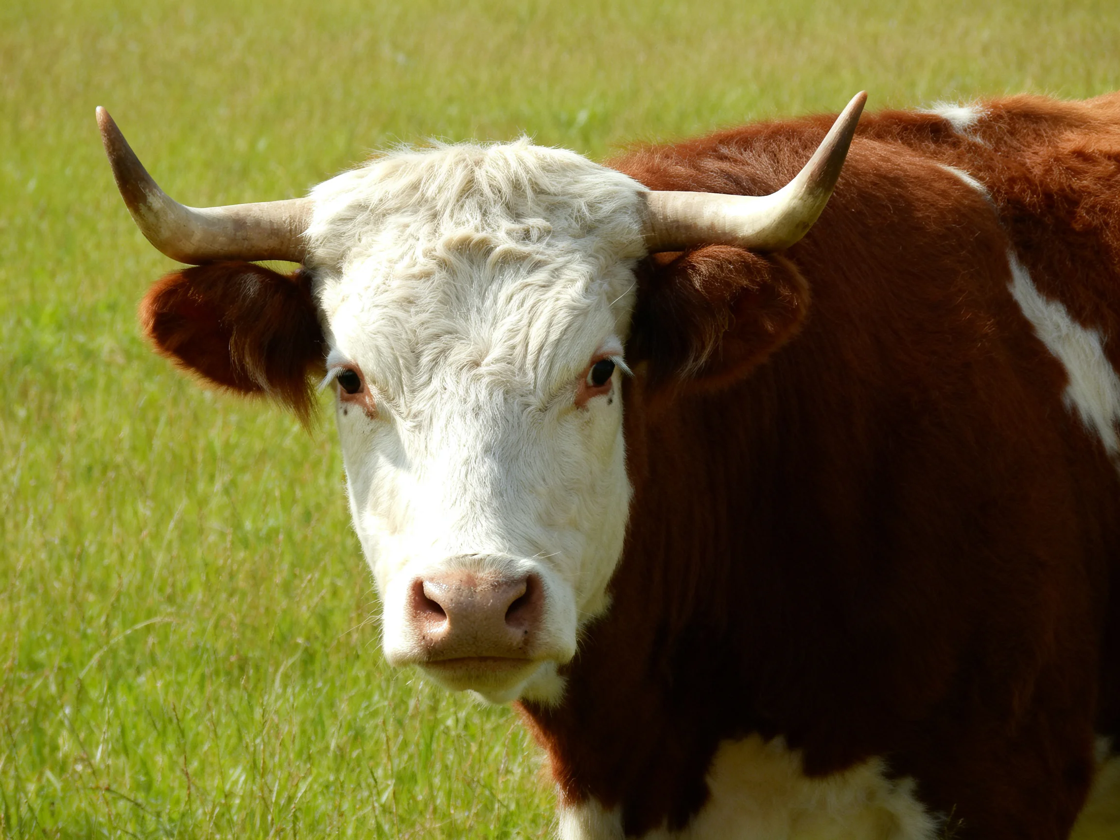 A brown and white horned cow stands in a sunlit grassy field