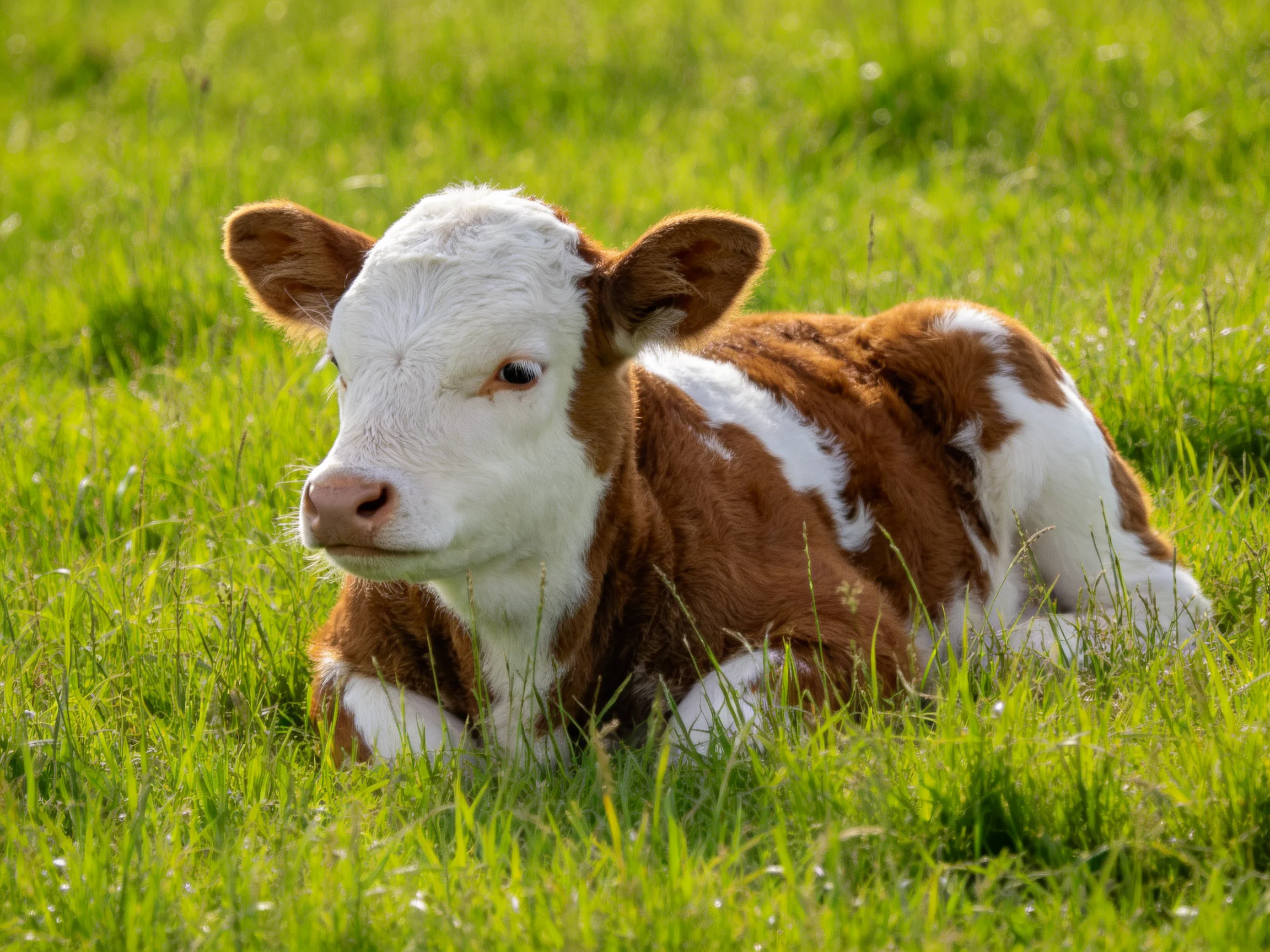 A brown and white spotted calf resting in lush green grass