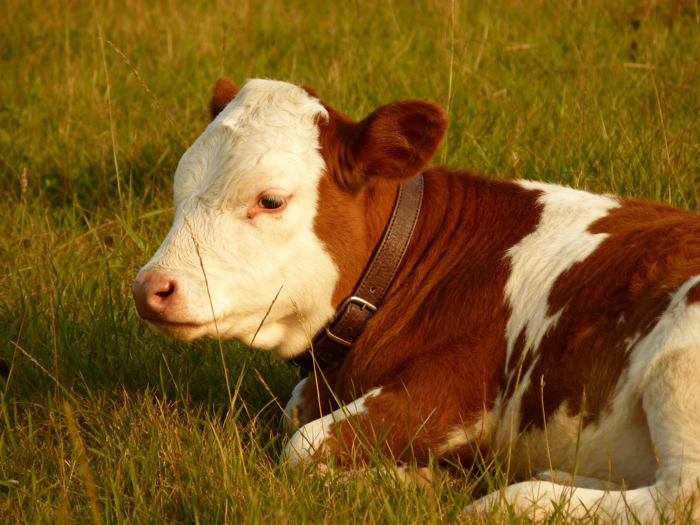 A brown and white spotted calf lies calmly among tall grass.