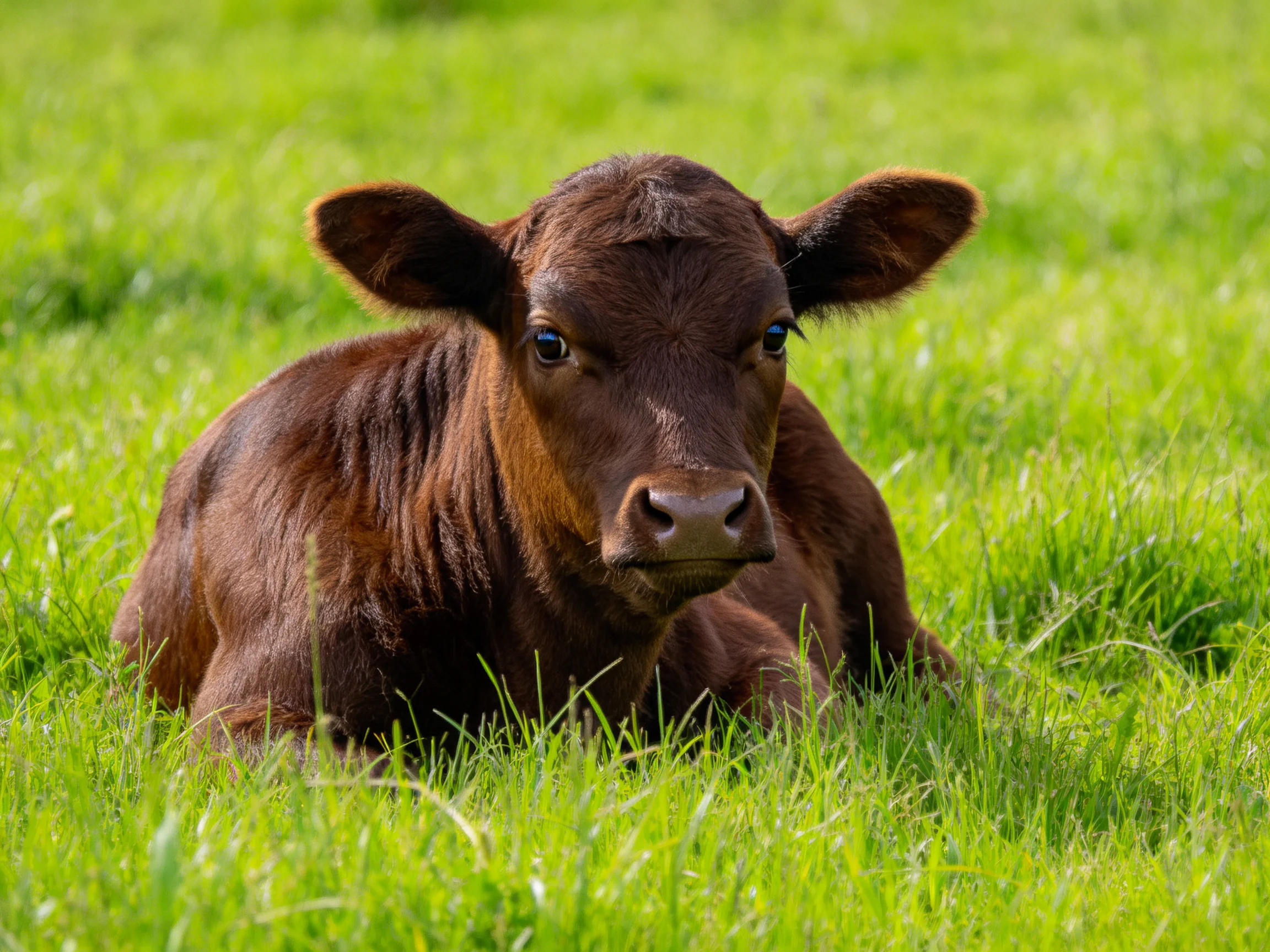 A brown calf resting in lush green grassy terrain