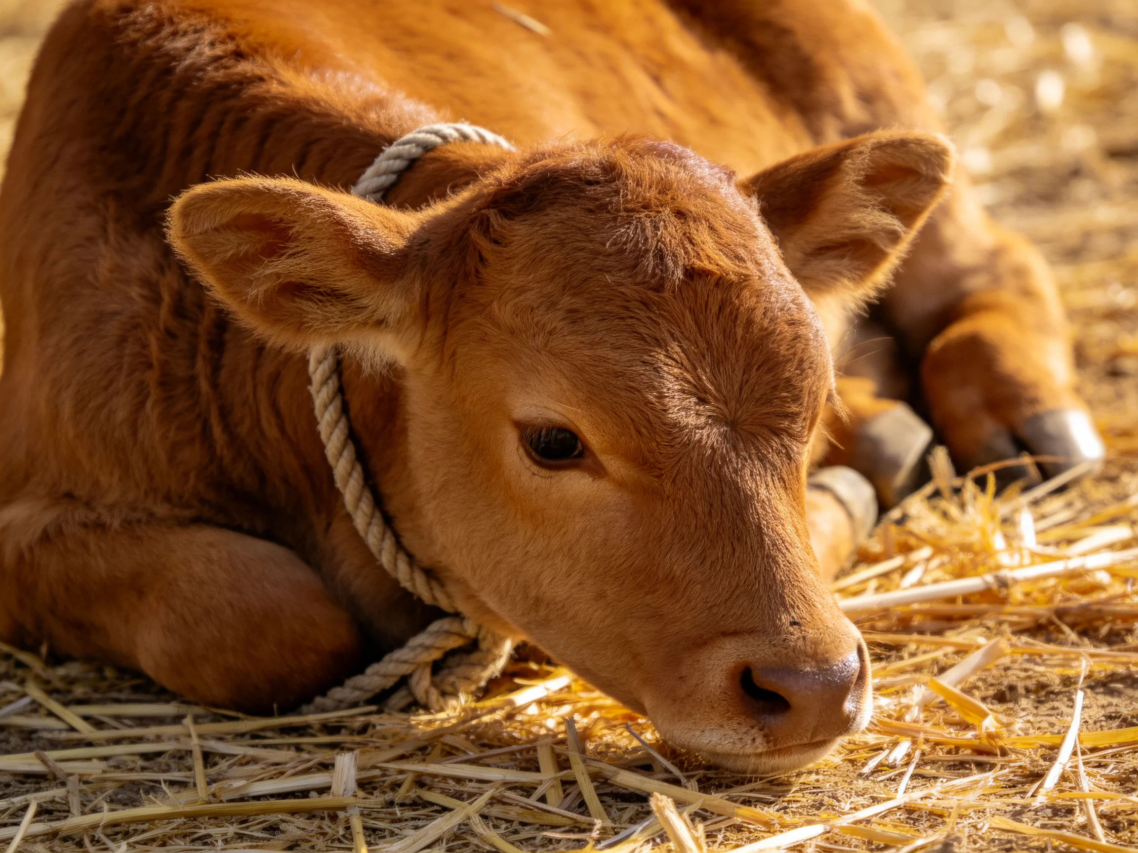 A brown calf resting on golden straw with a rope collar