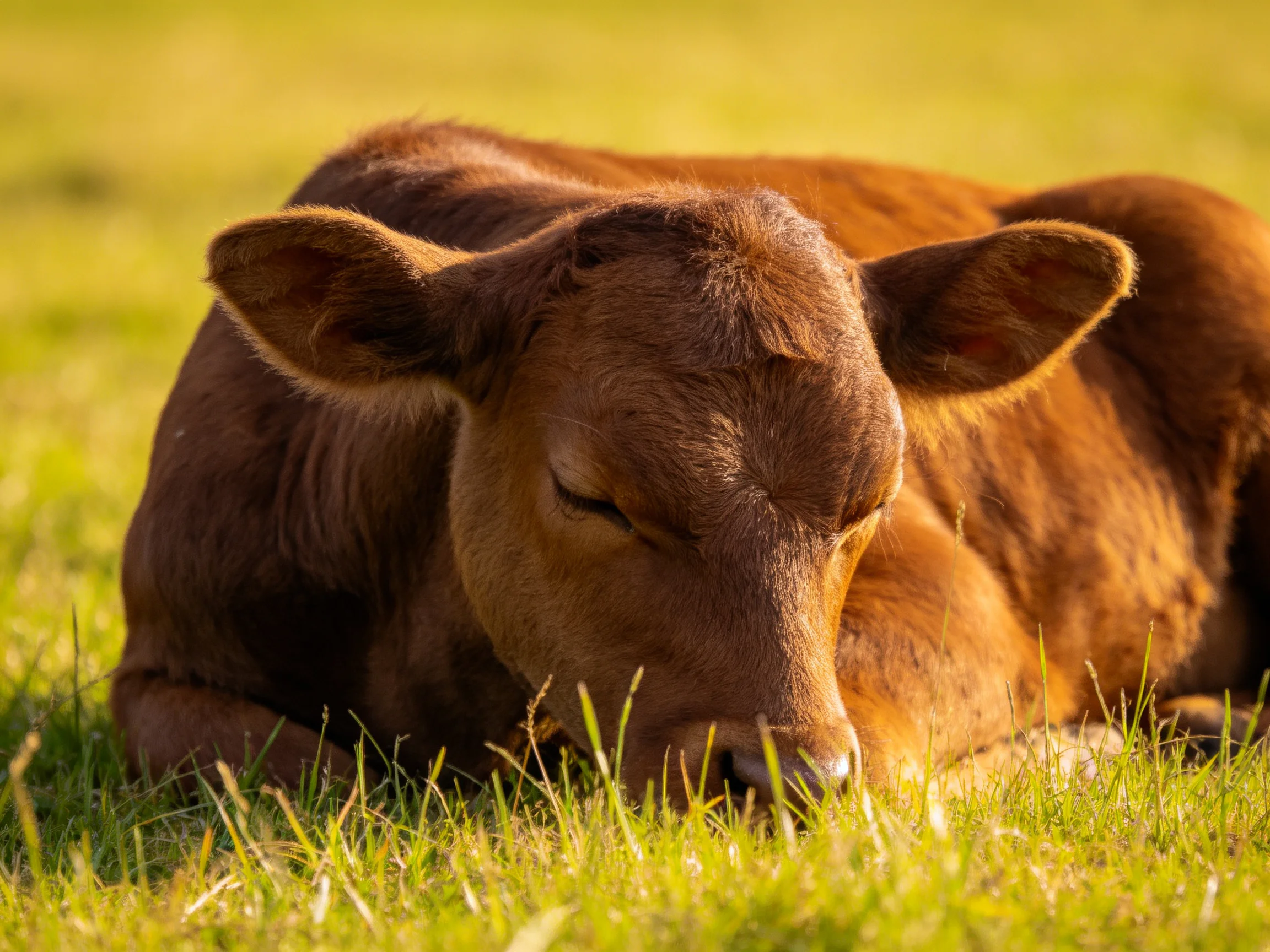 A brown calf rests in sun-d green pasture