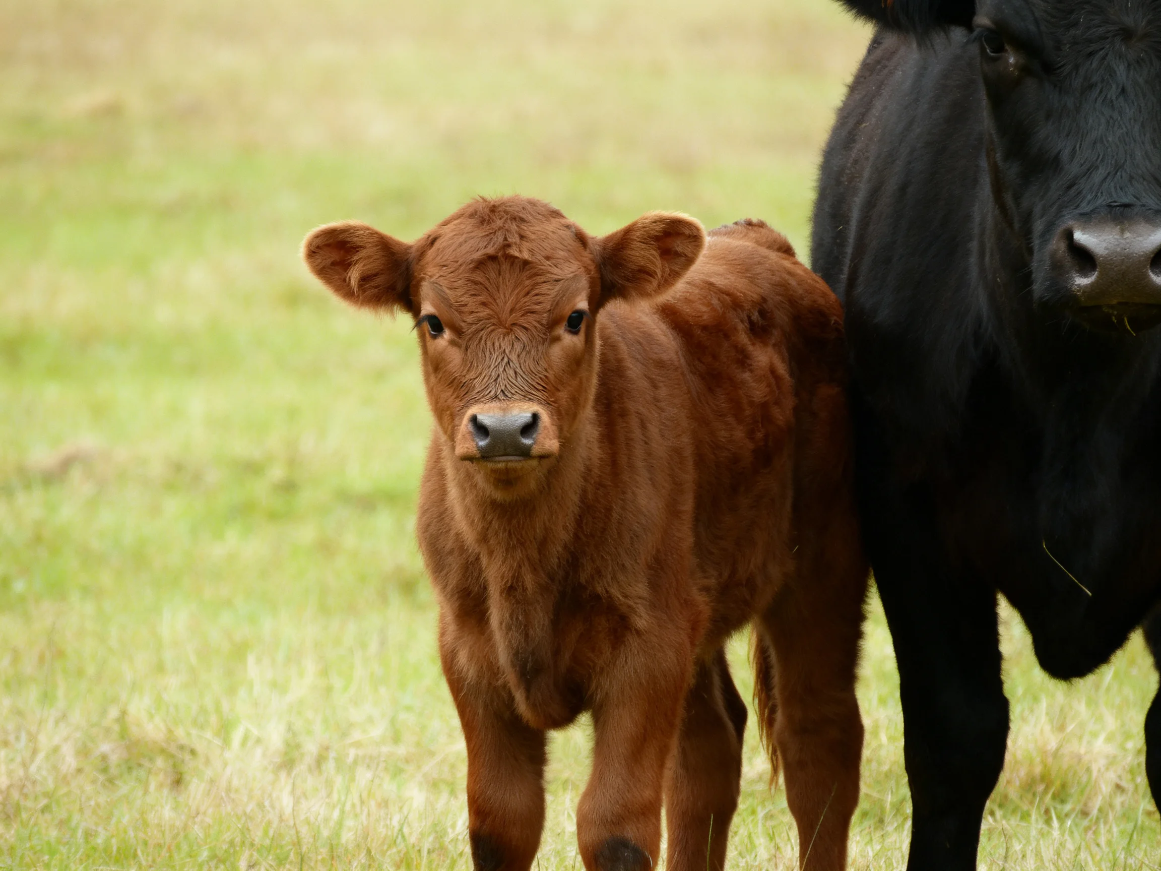 A brown calf stands beside a black cow in a green pasture