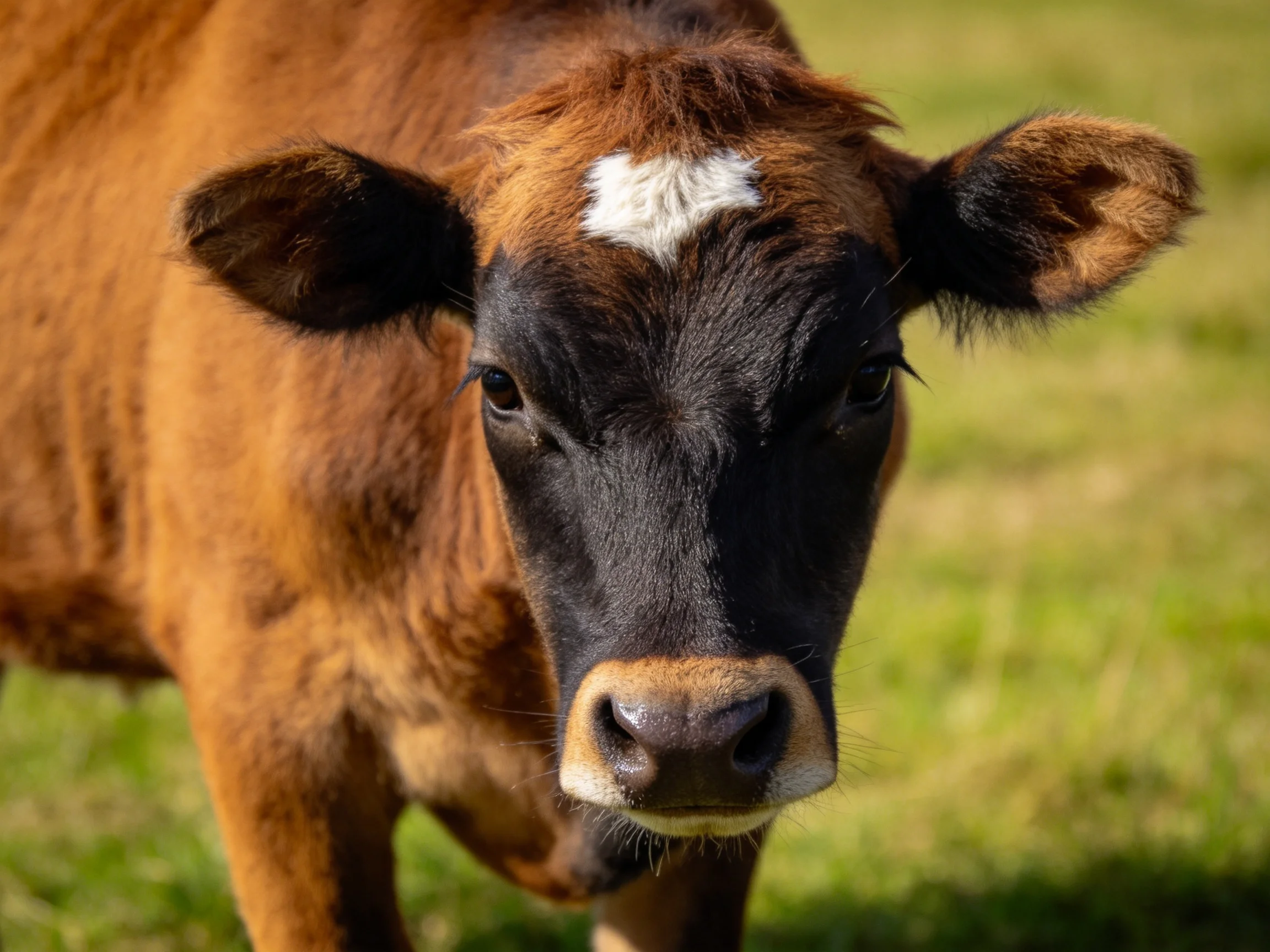A brown calf with a black face and white marking in a sunlit green field