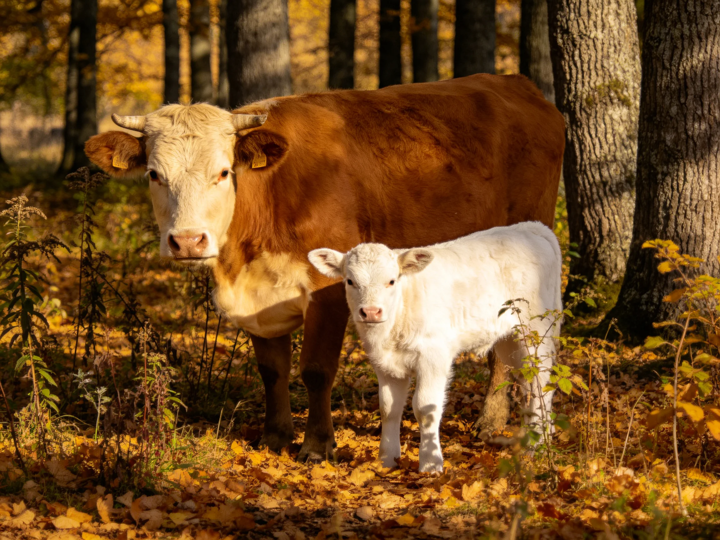 A brown cow and white calf stand among golden fallen leaves in an autumn forest
