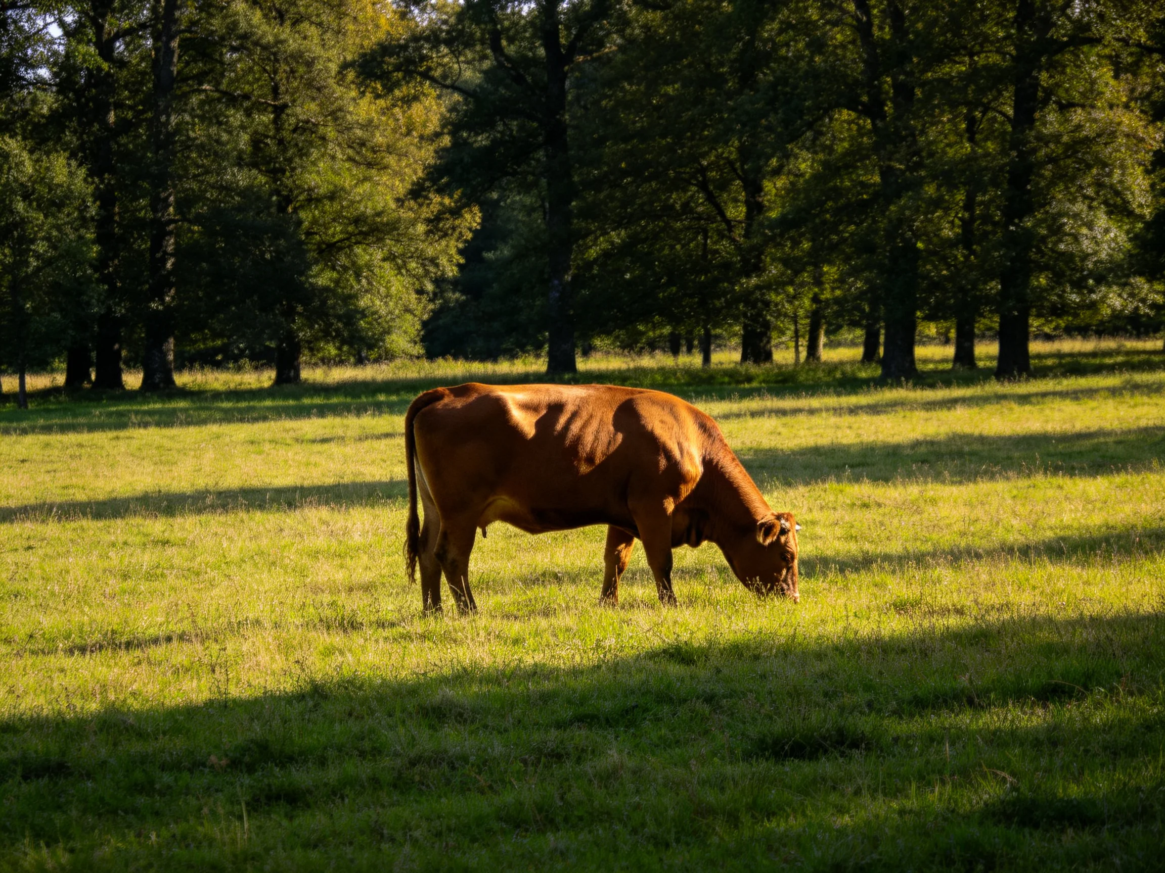 A brown cow grazes in a sun-dappled green meadow with tall trees