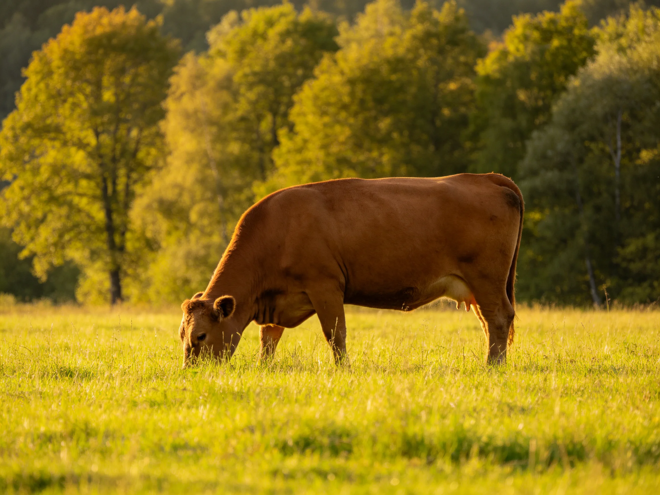A brown cow grazes in a sunlit green meadow near golden-hued trees