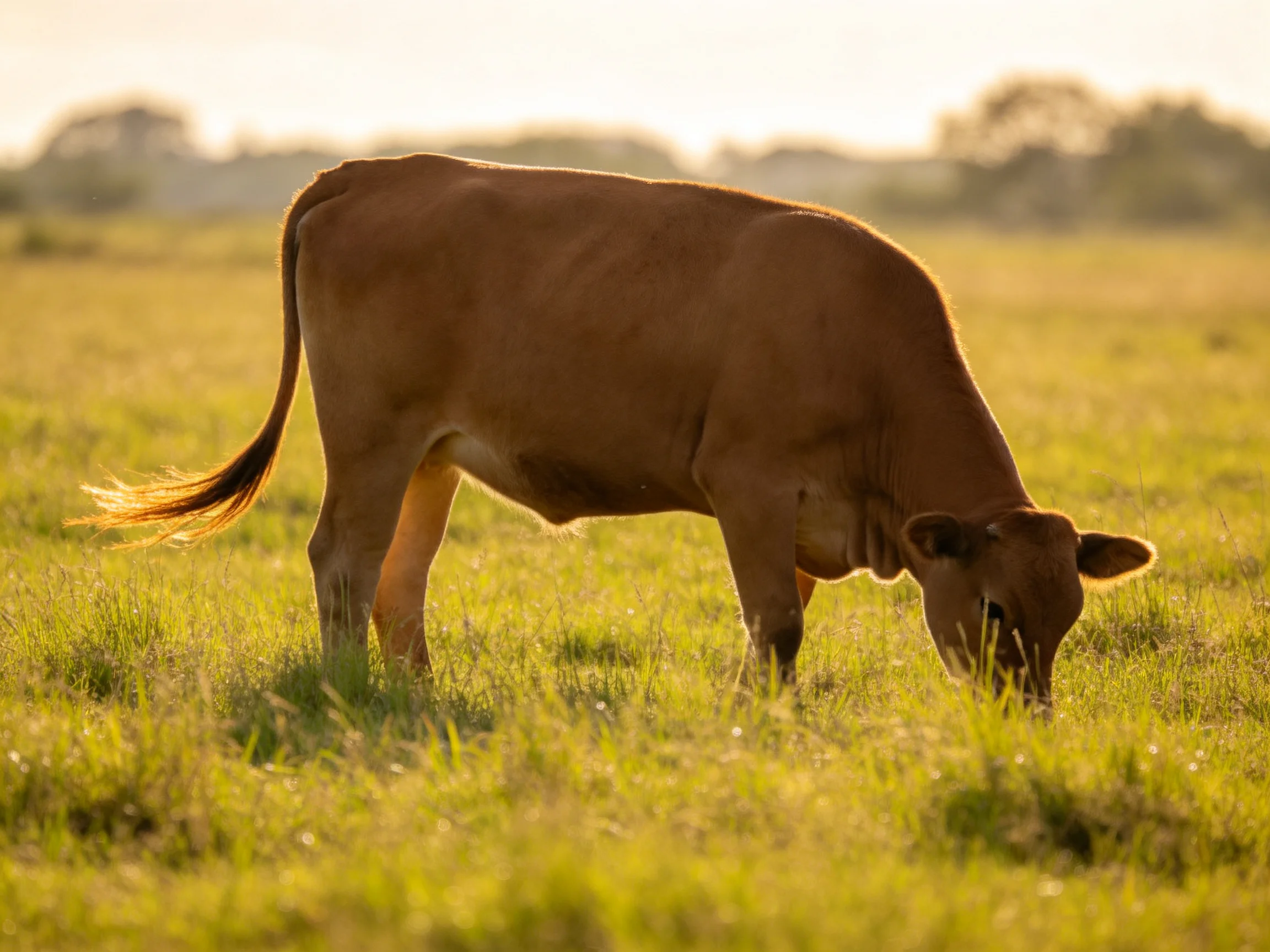A brown cow grazes in a sunlit green pasture