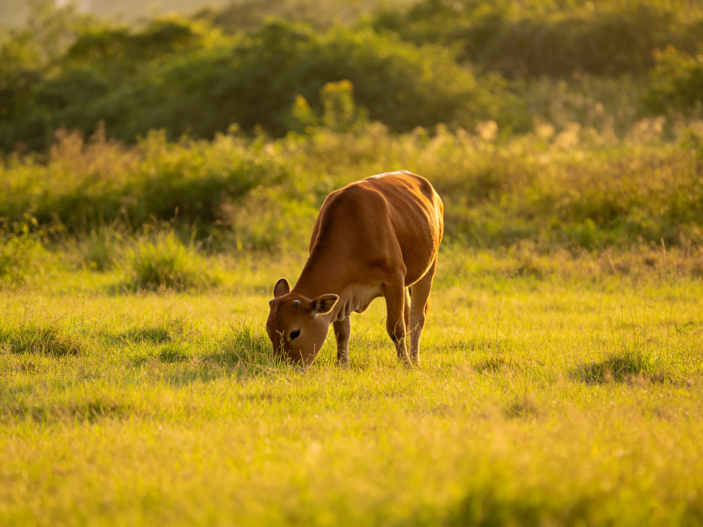 A brown cow grazes in a sunlit green pasture