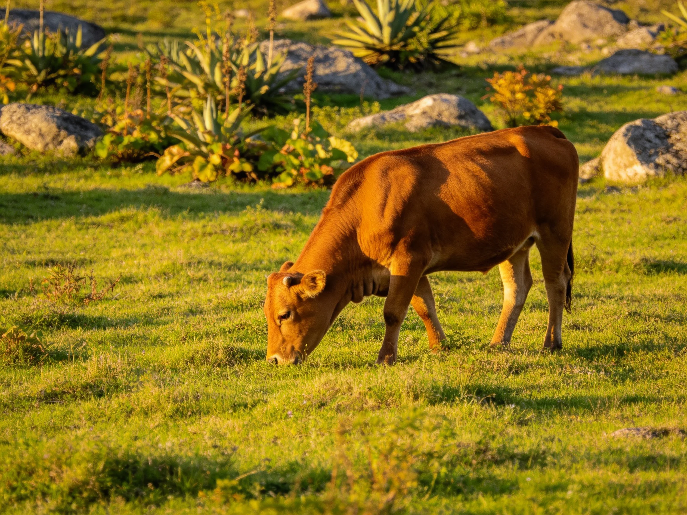 A brown cow grazes in a sunlit meadow with rocky terrain
