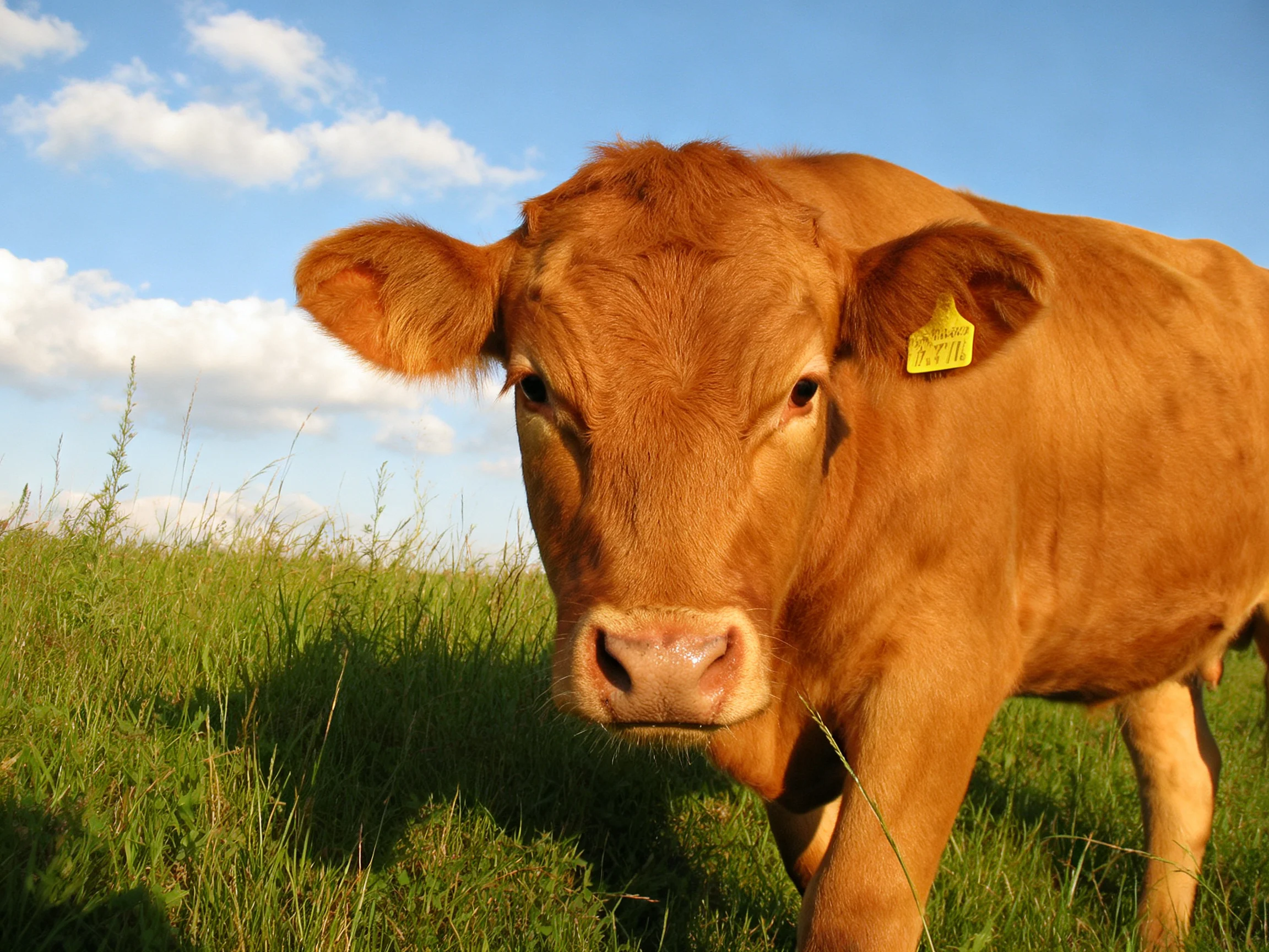 A brown cow in a lush green meadow under a clear blue sky