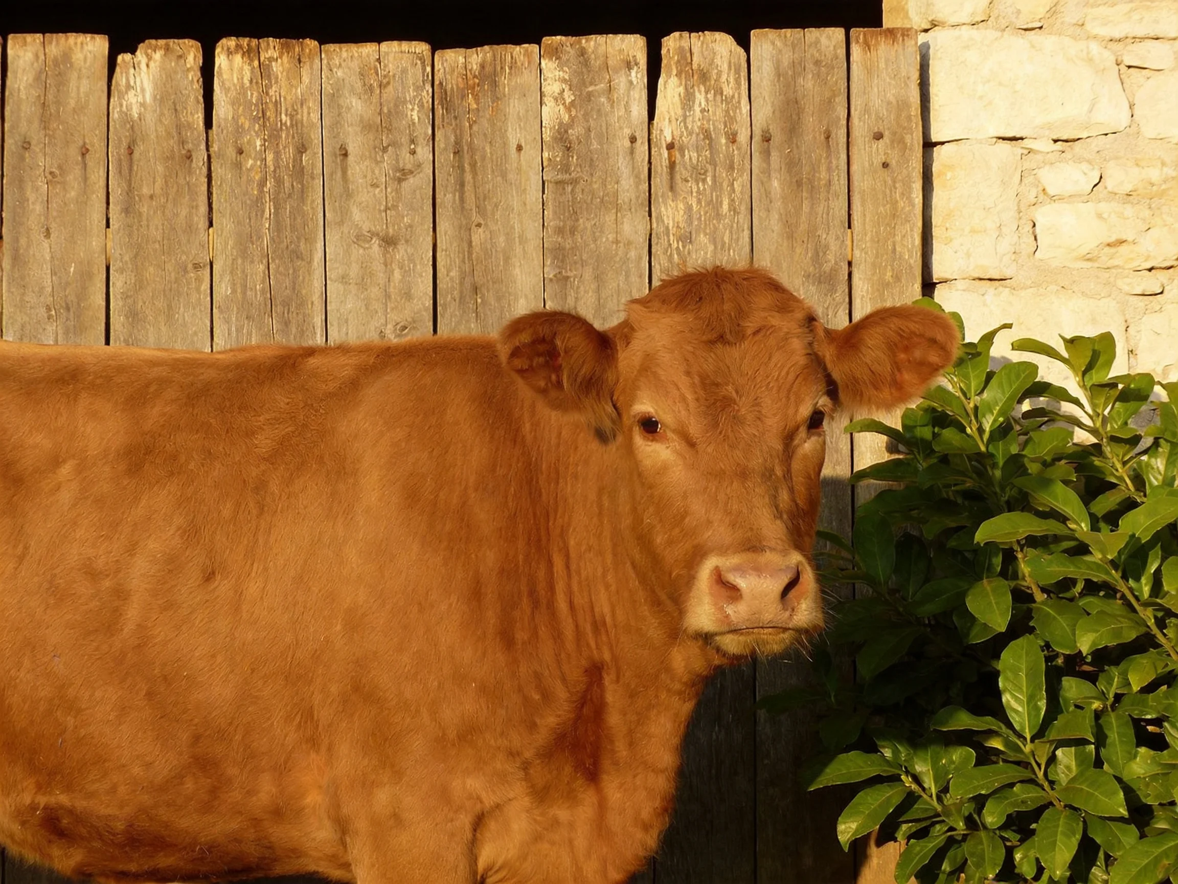 A brown cow near a weathered wooden fence and green foliage
