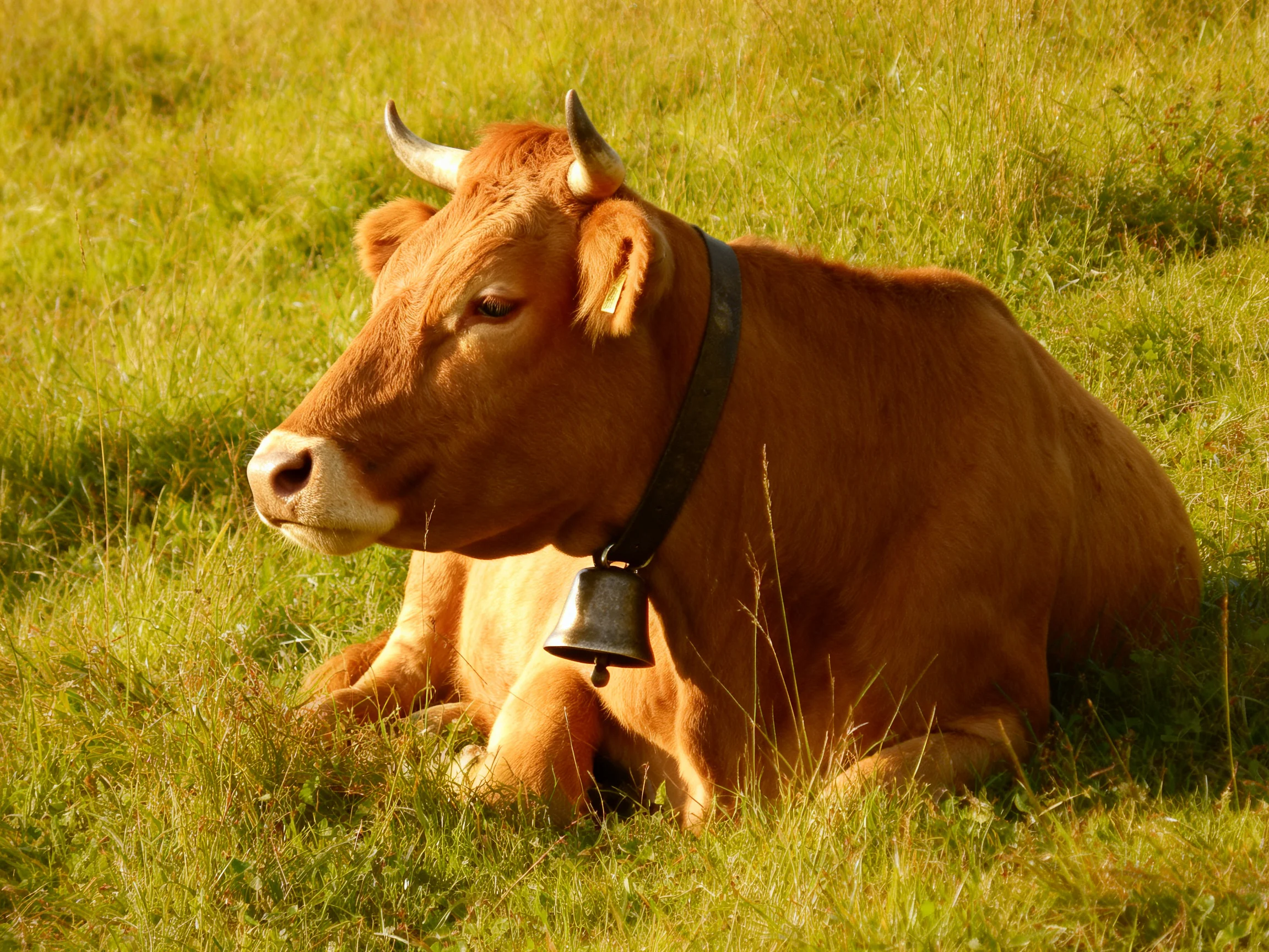 A brown cow resting in a sun - drenched grassy pasture with a bell collar