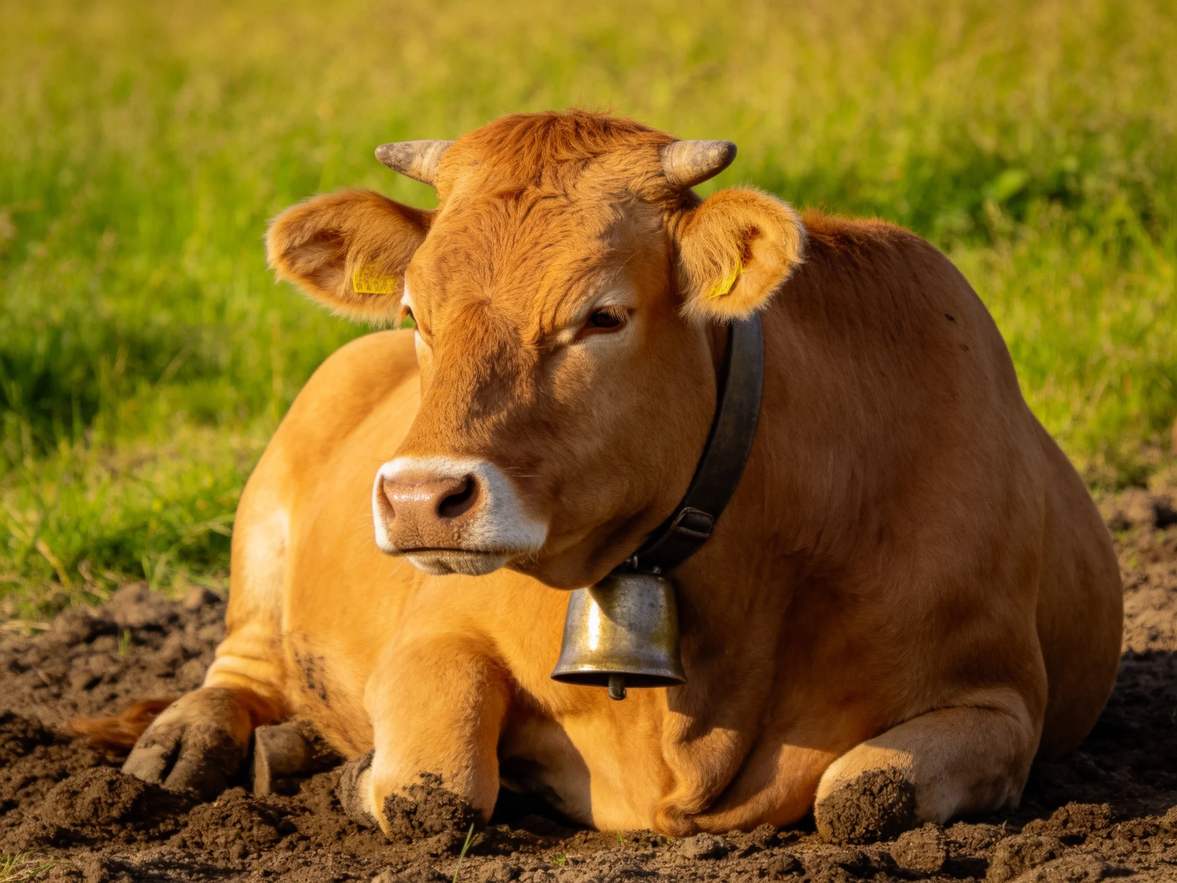A brown cow lies calmly in a muddy spot next to a lush green field.
